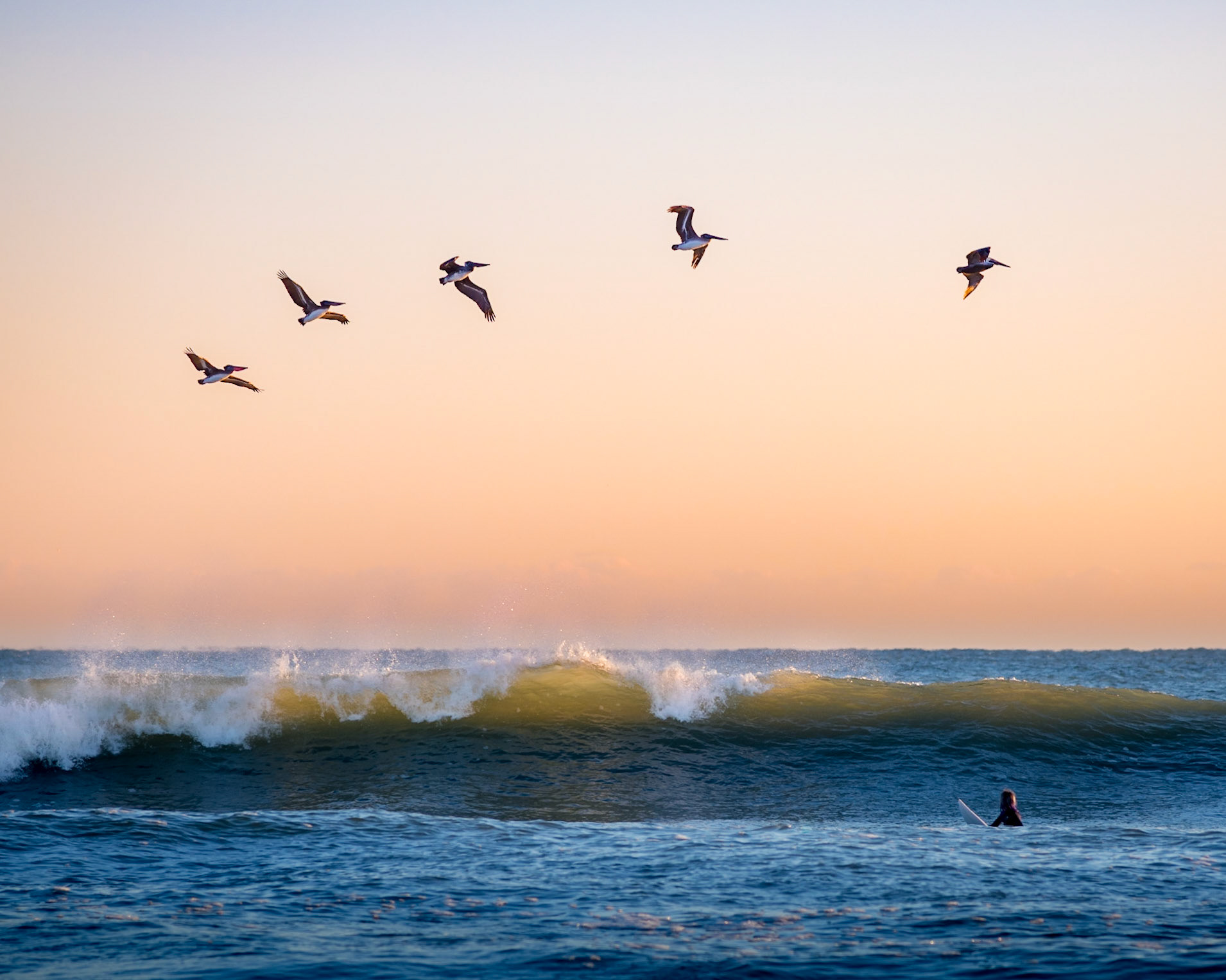 A rainbow of pelicans soar over a surfer at Paradise Beach