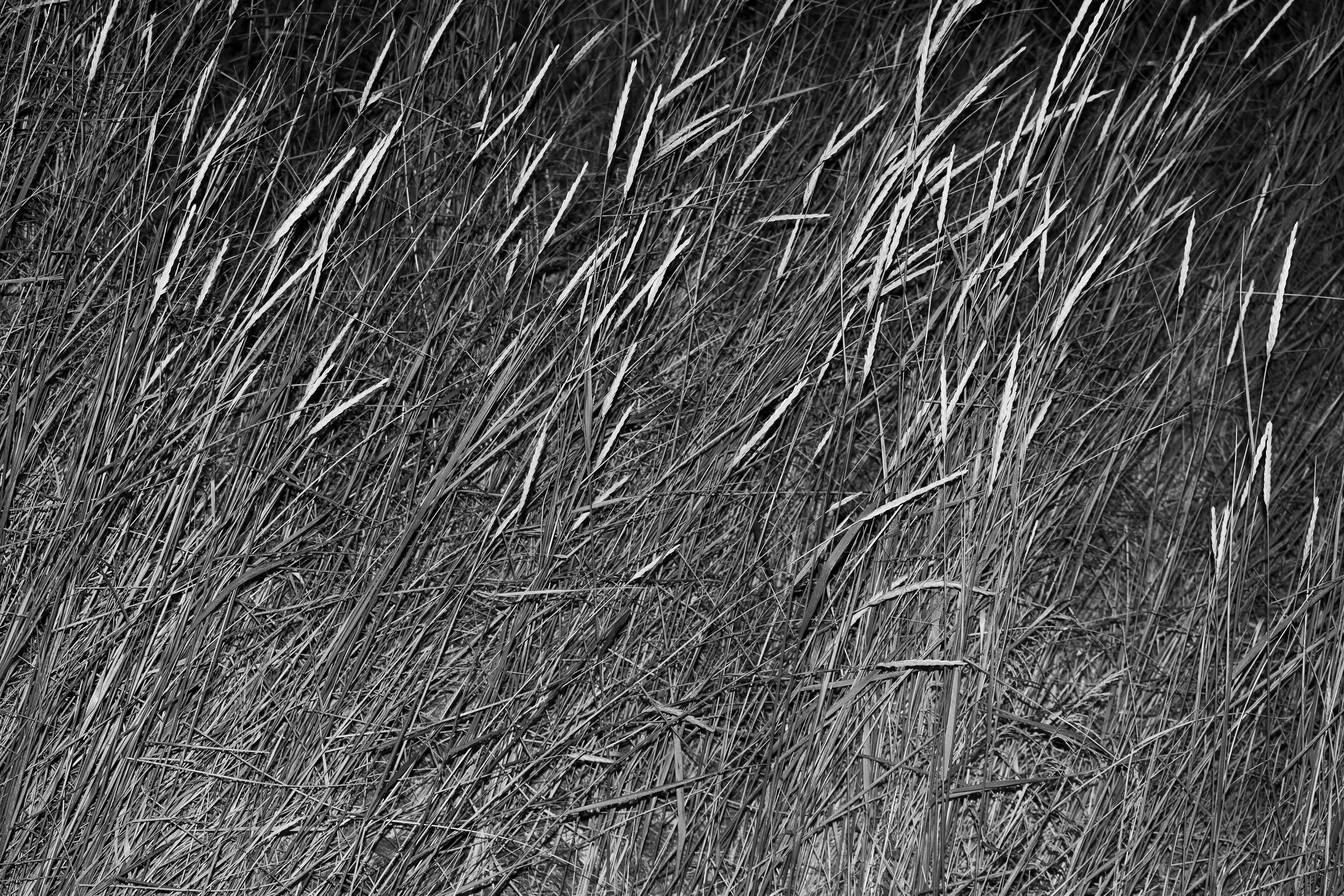 photo credits: Martin Atanasov