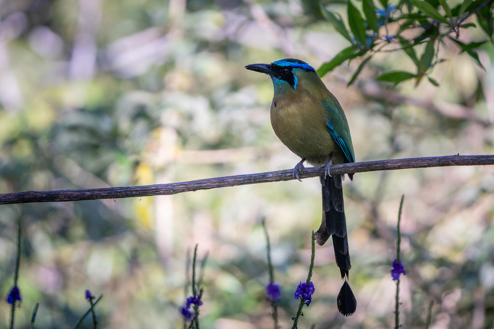 Lesson's Motmot | San Gerardo de Rivas