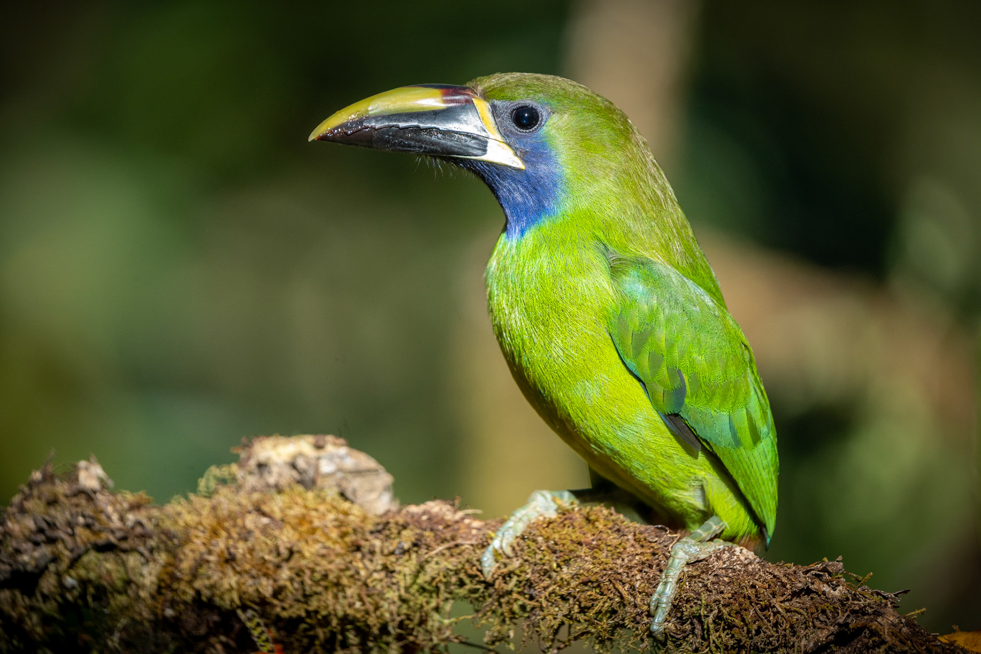 Emerald Toucanet | San Gerardo de Rivas
