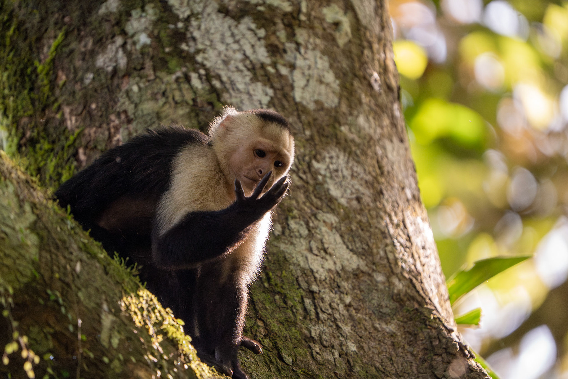 Capuchin Monkey | Osa Peninsula