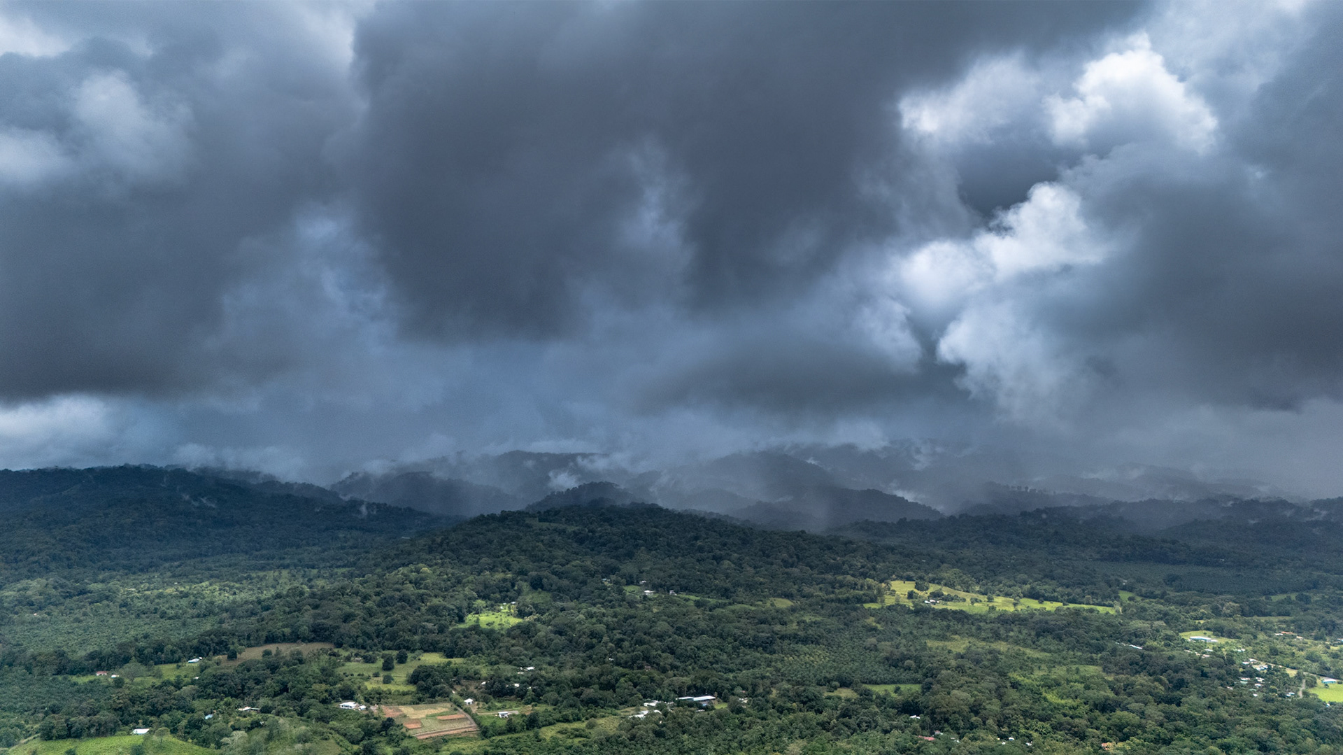 Sándalo | Osa Peninsula, Costa Rica