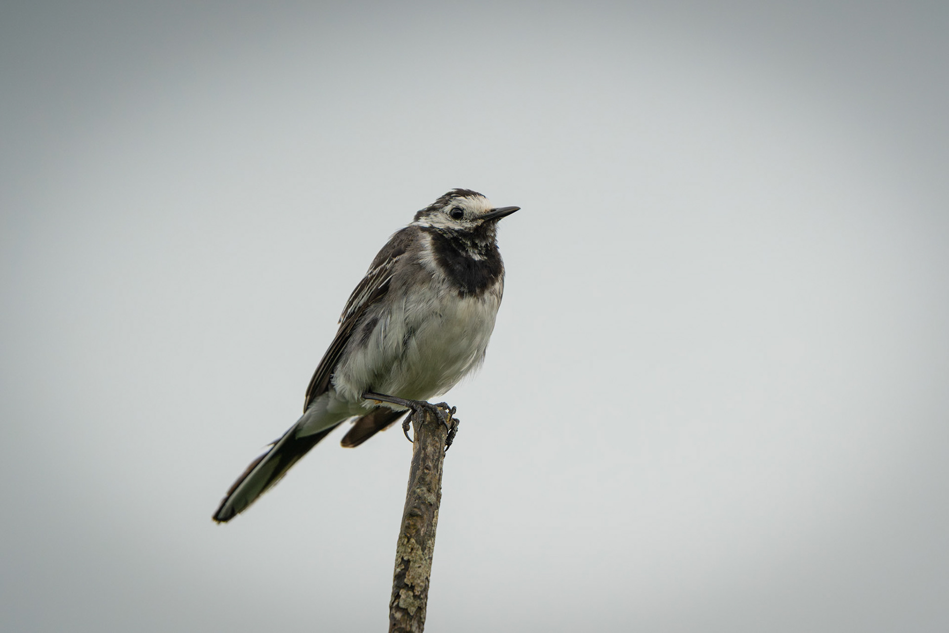 Wagtail | Lough Atedaun, Co. Clare