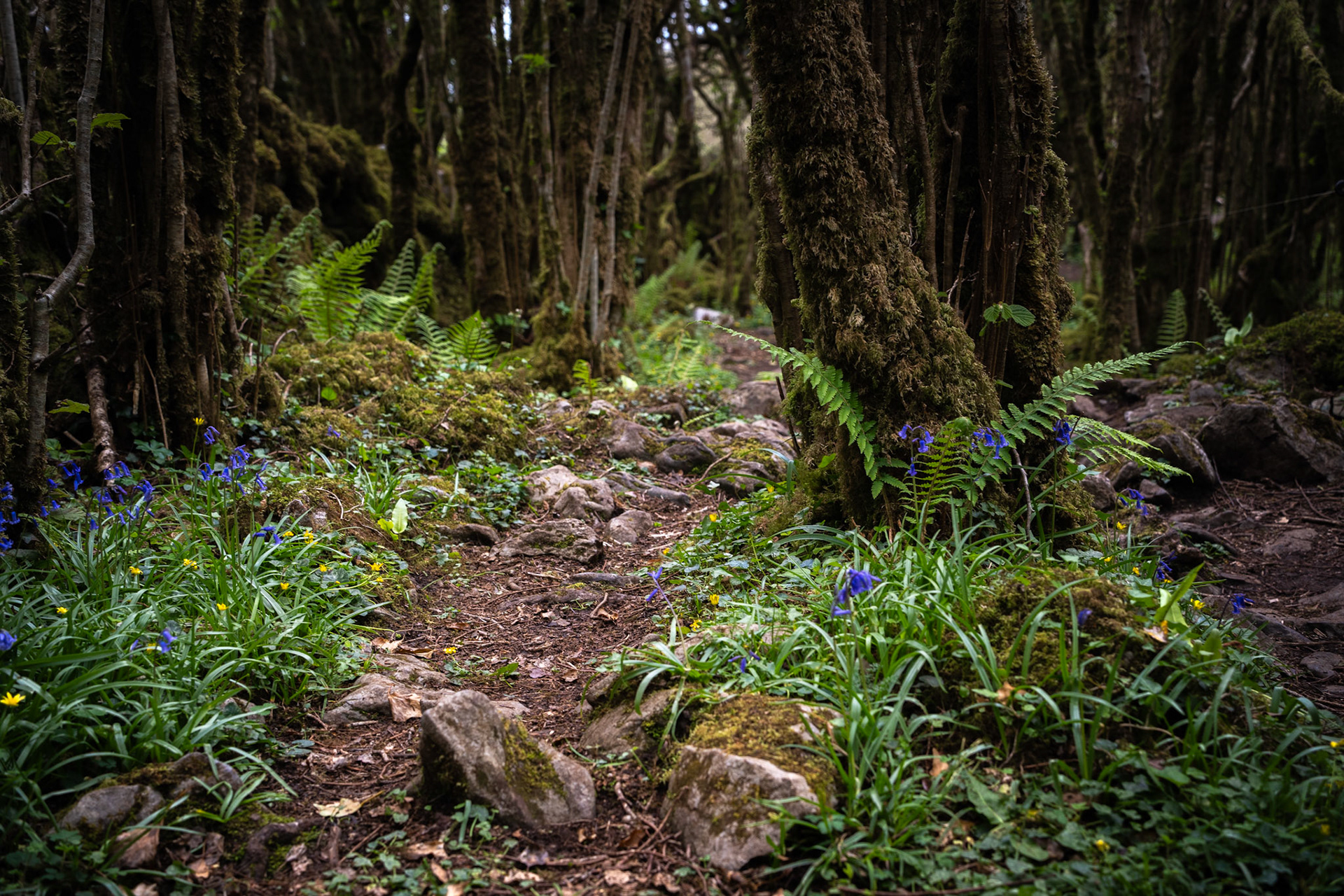 Burren National Park | Co. Clare