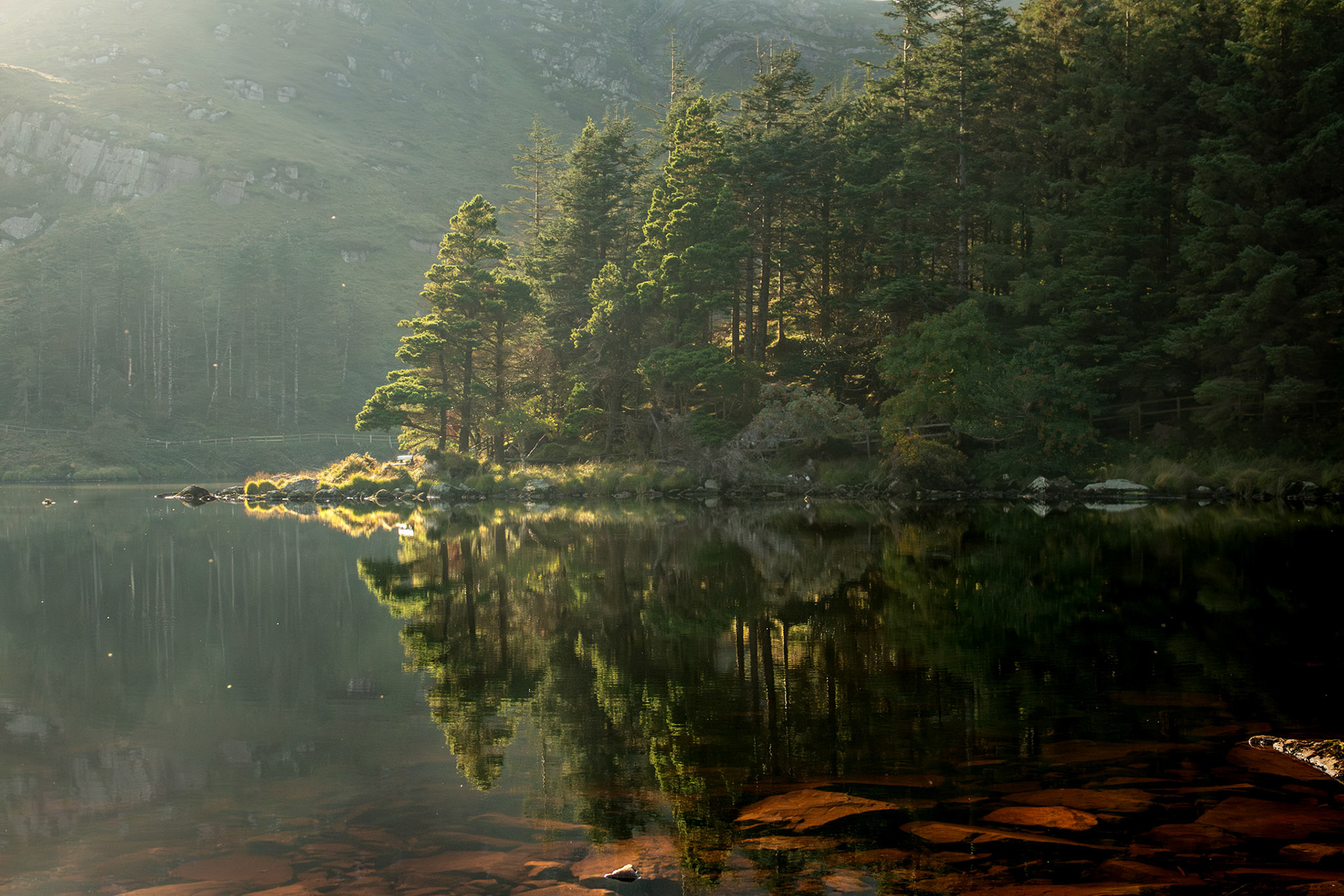 Gleanteenassig Woods | Dingle Peninsula, Co. Kerry