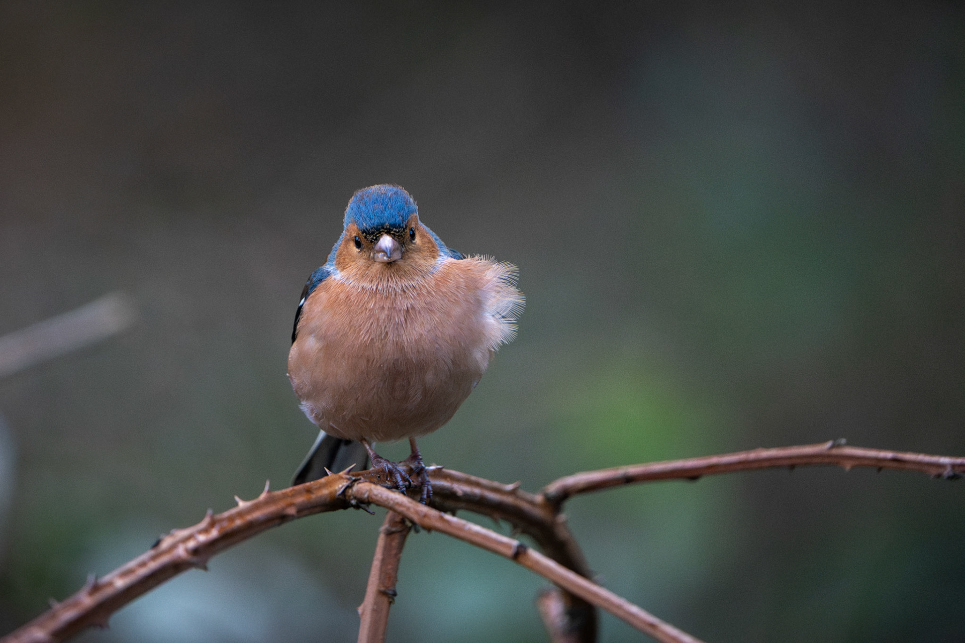 Eurasian Chaffinch (Male) | Inch Wildfowl Reserve, Co. Donegal