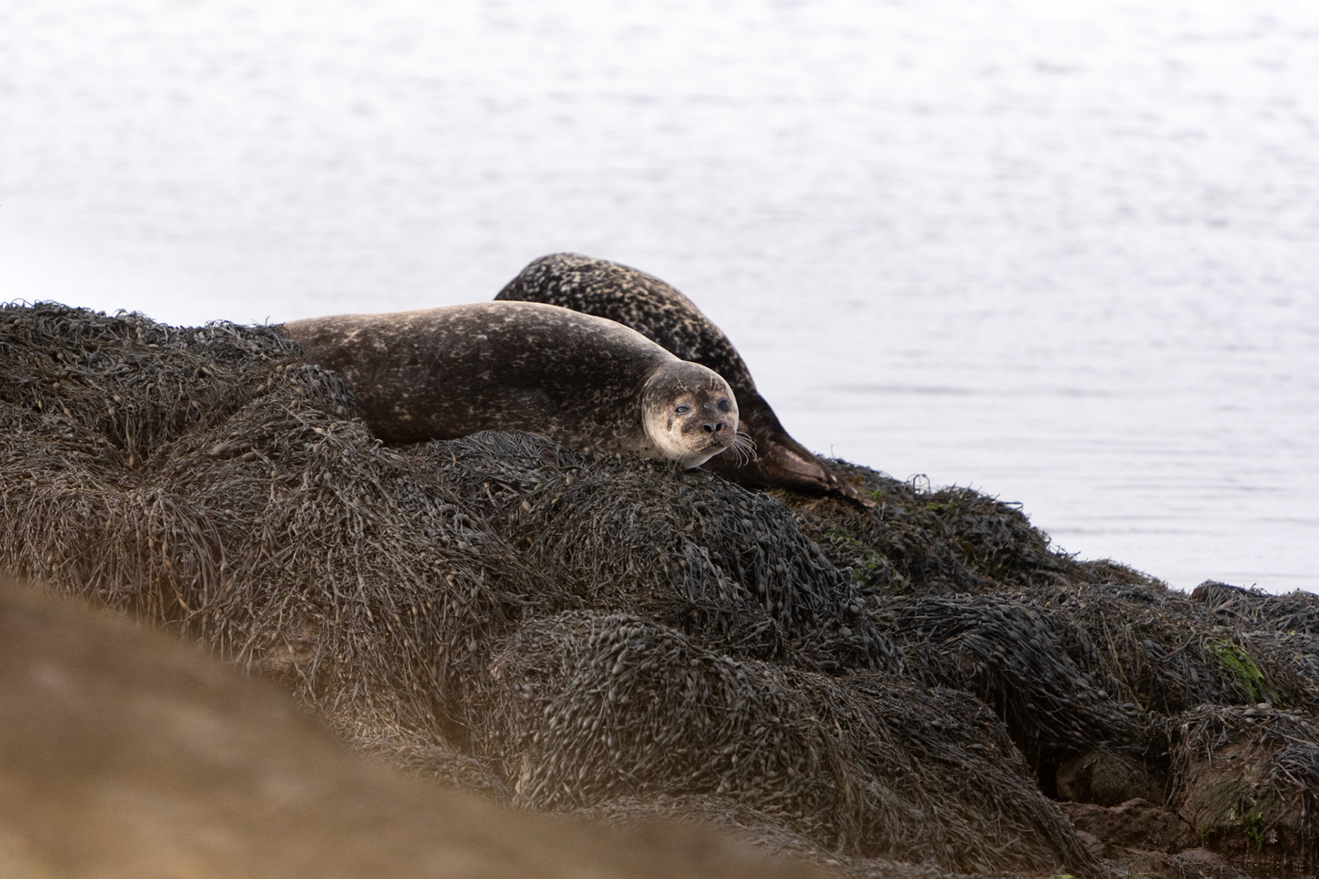 Common Seals | Connemara, Co. Galway