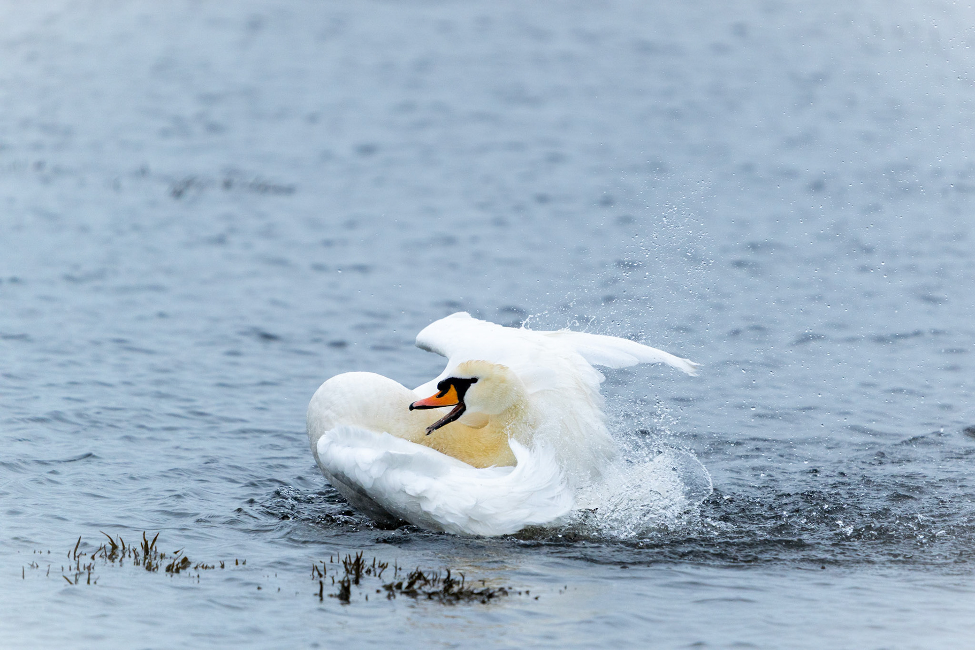 Mute Swan | Kinvarra, Co. Galway