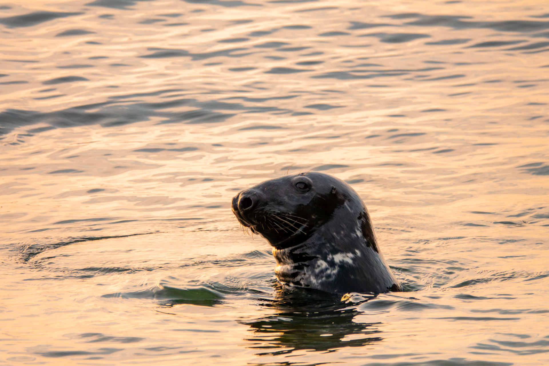 Grey Seal | Ceann Bhríde, Co. Wicklow