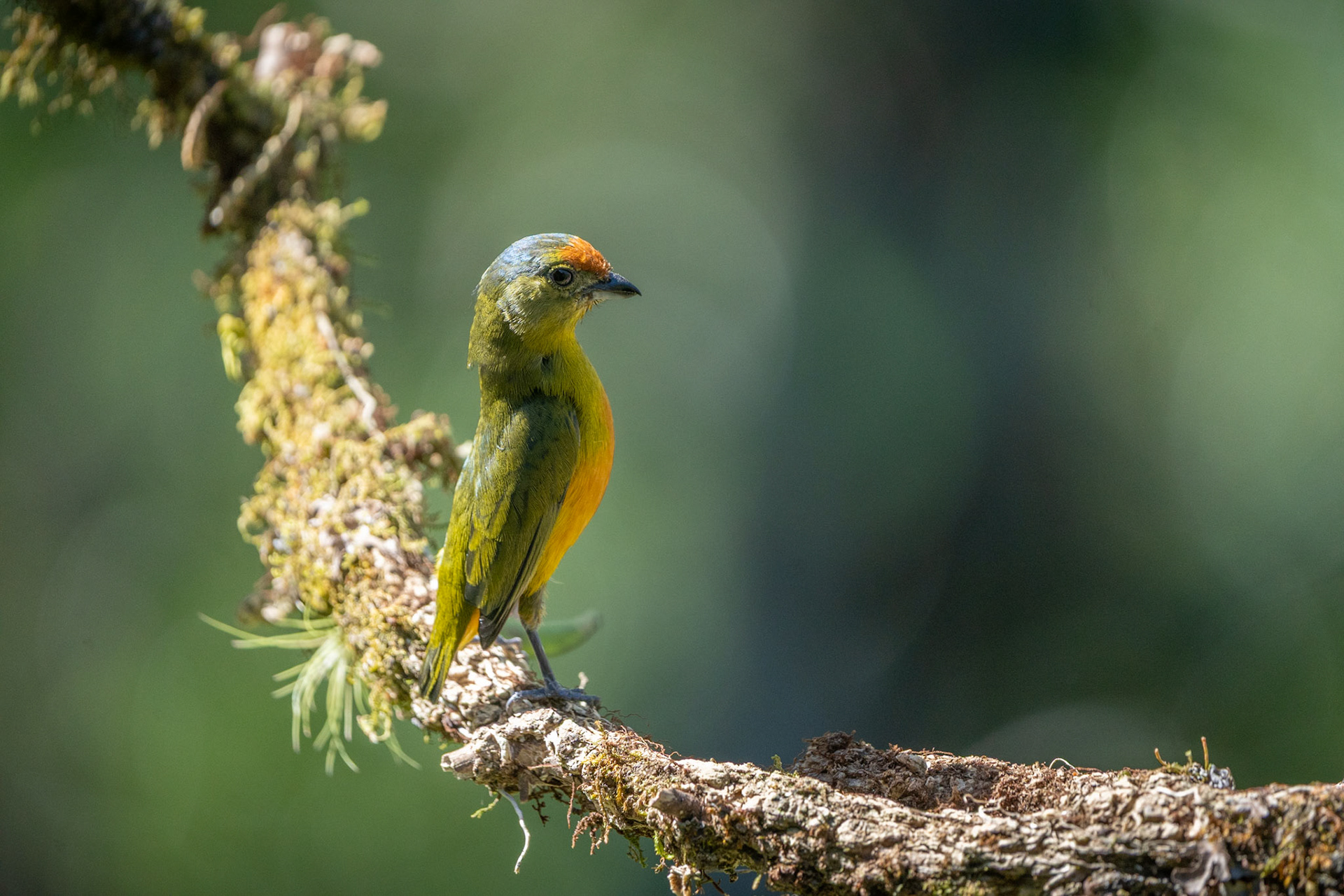 Olive-backed Euphonia | San Gerardo de Rivas
