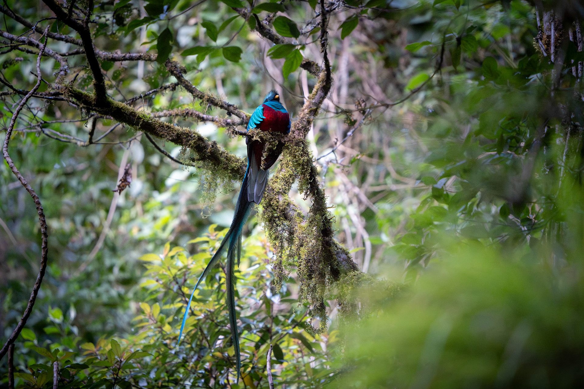 Resplendent Quetzal | San Gerardo de Dota