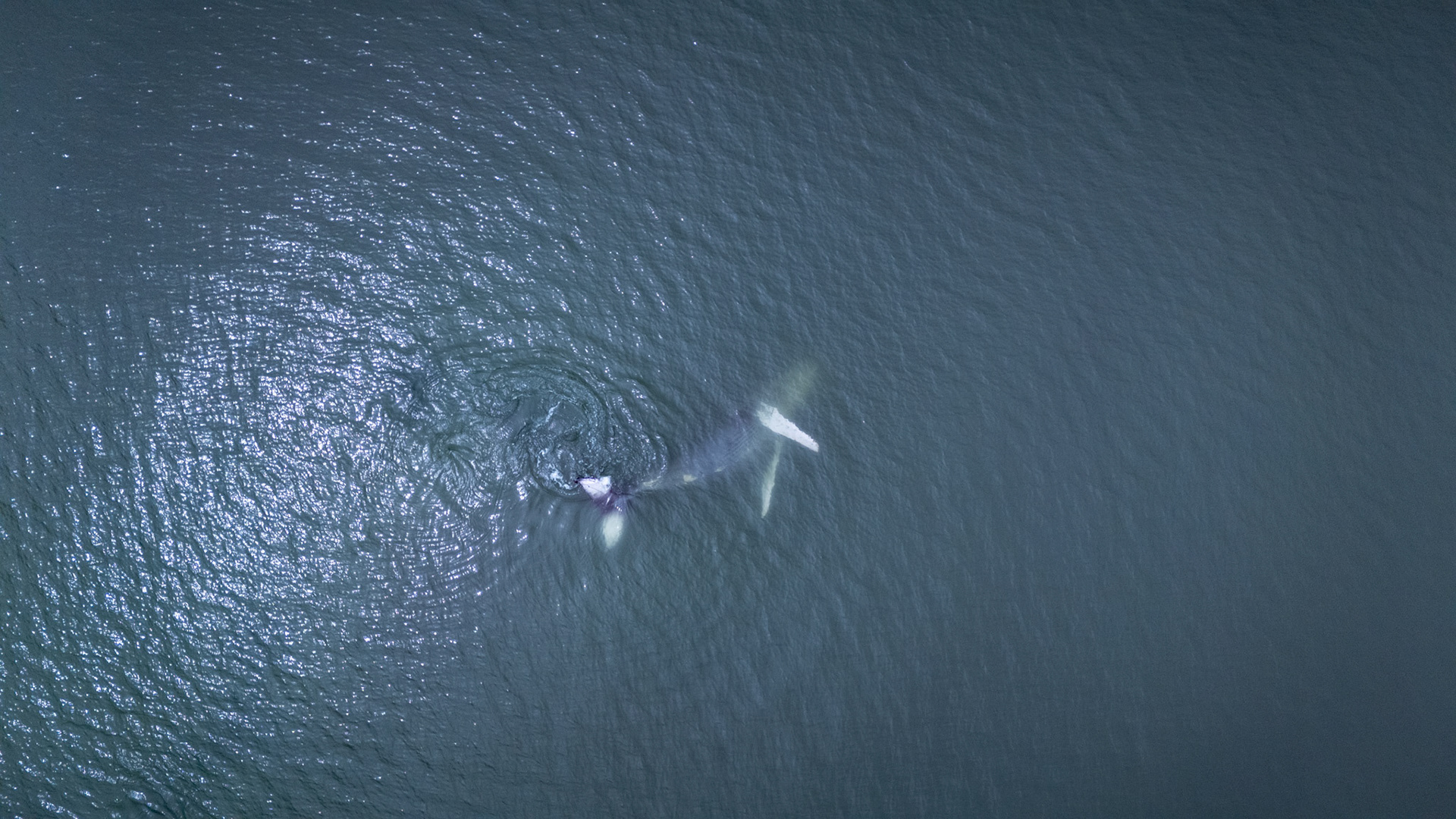 Humpback Whale | Golfo Dulce, Costa Rica