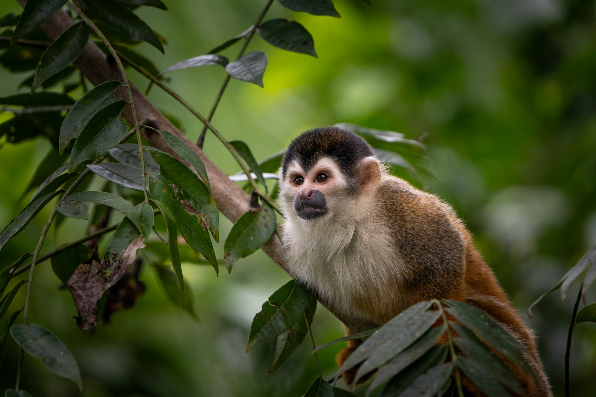 Squirrel Monkey | Puerto Jiménez, Osa Peninsula