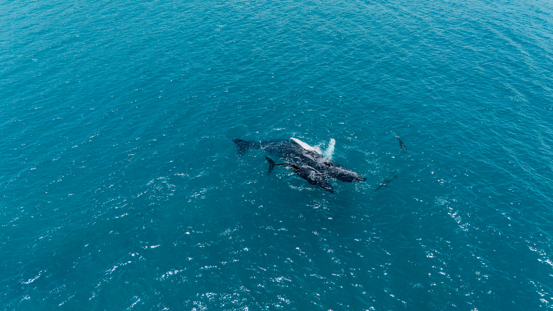 Humpback Whales and Spinner Dolphins | Golfo Dulce, Costa Rica