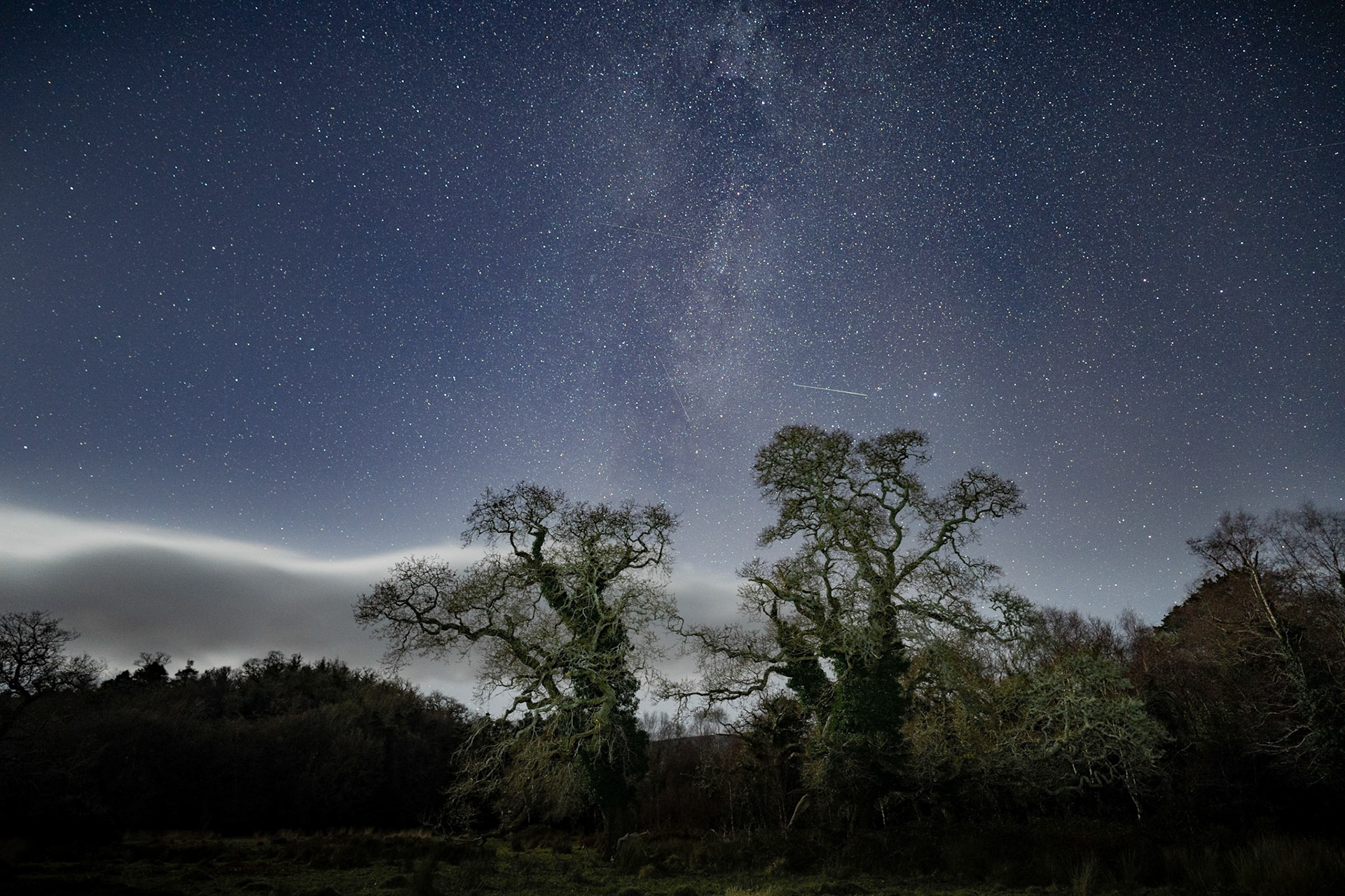 Glengarriff Woods | Glengarriff, Co. Cork