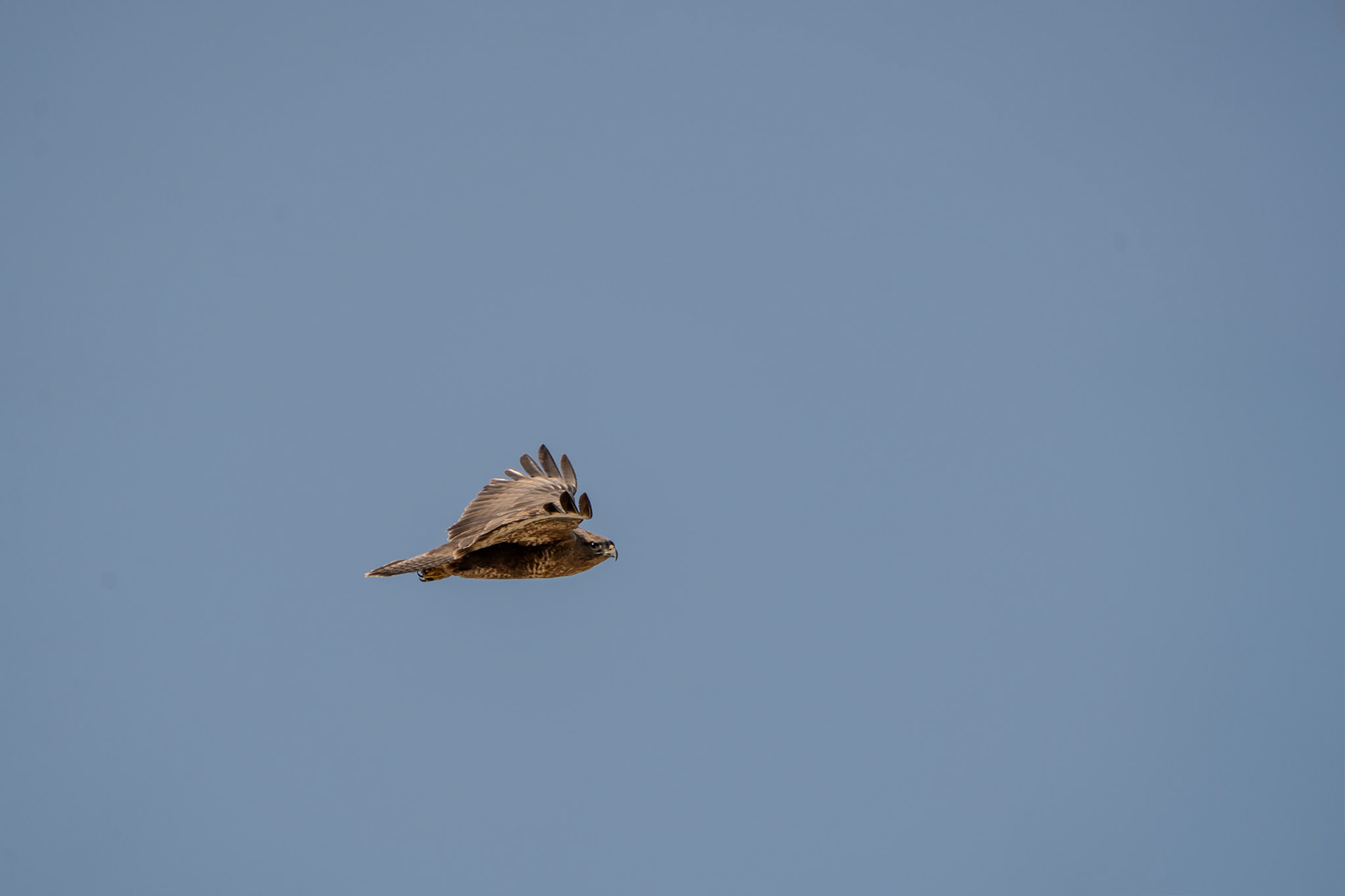 Common Buzzard | Kilcoole, Co. Wicklow
