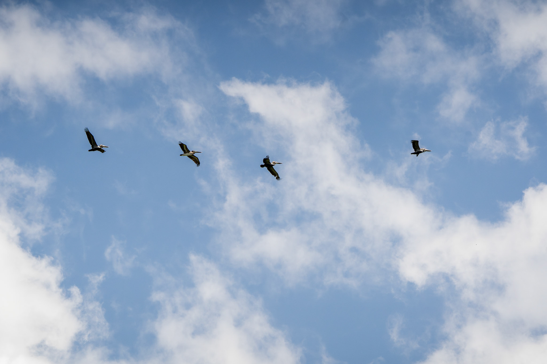 Brown Pelicans | Playa Piro, Osa Peninsula