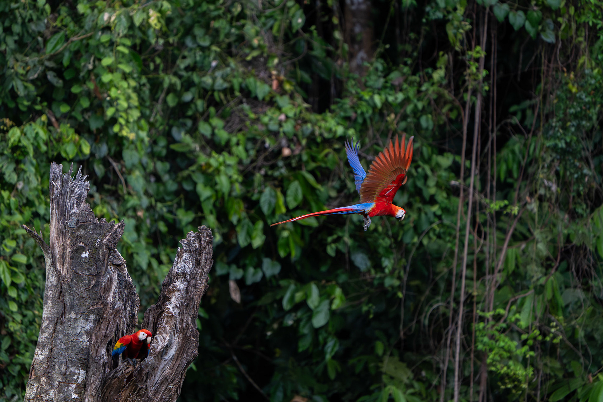 Scarlet Macaws | Osa Peninsula