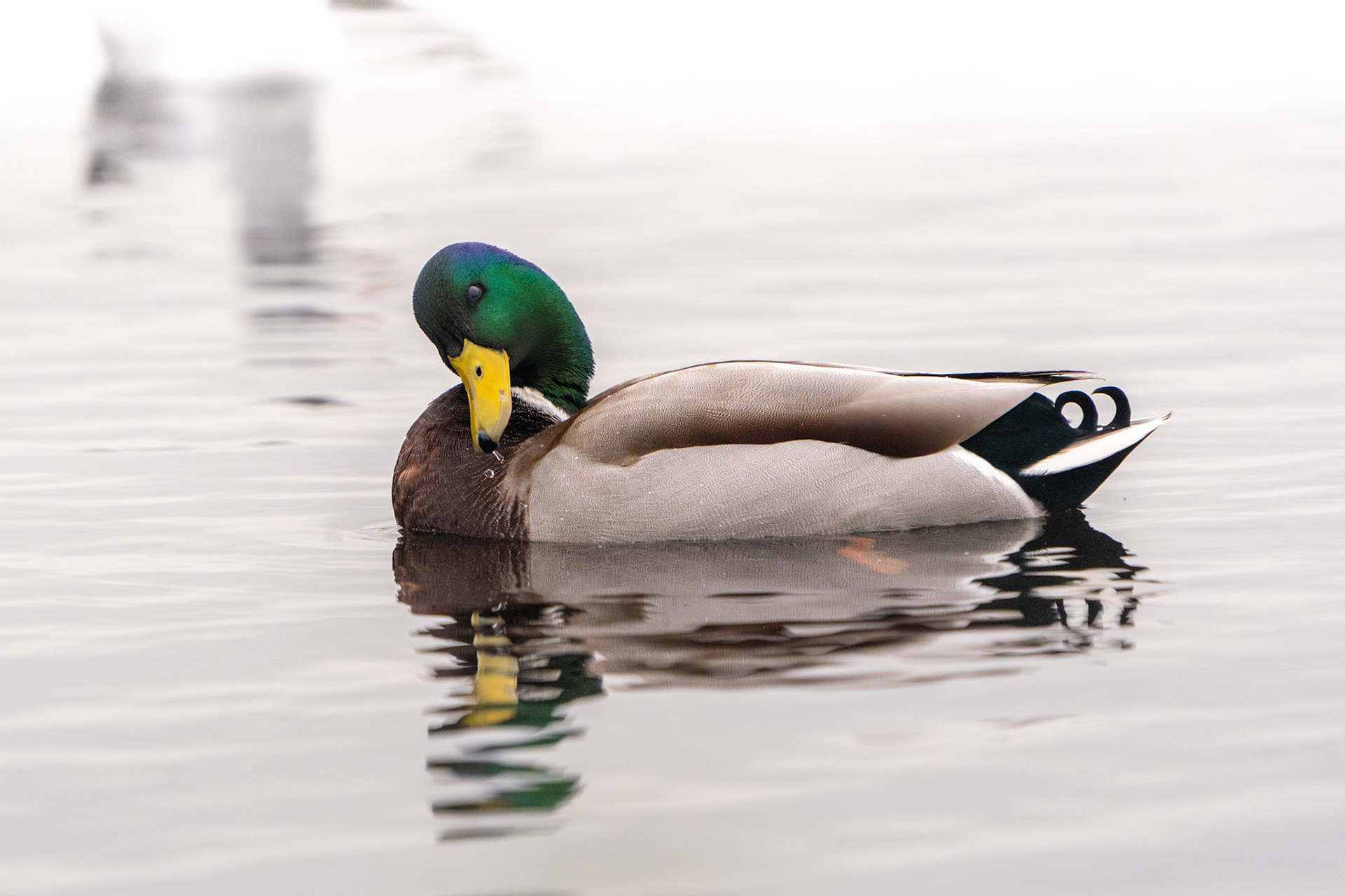 Male Mallard (Breeding Plumage) | Ballyallia Lough, Co. Clare