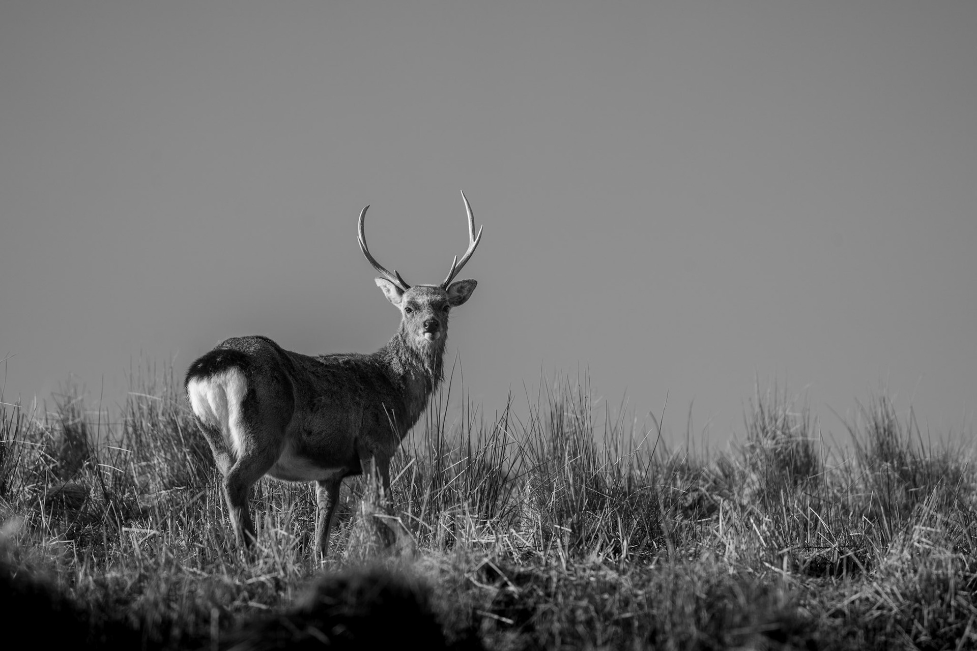 Red Deer | Glendalough, Co. Wicklow