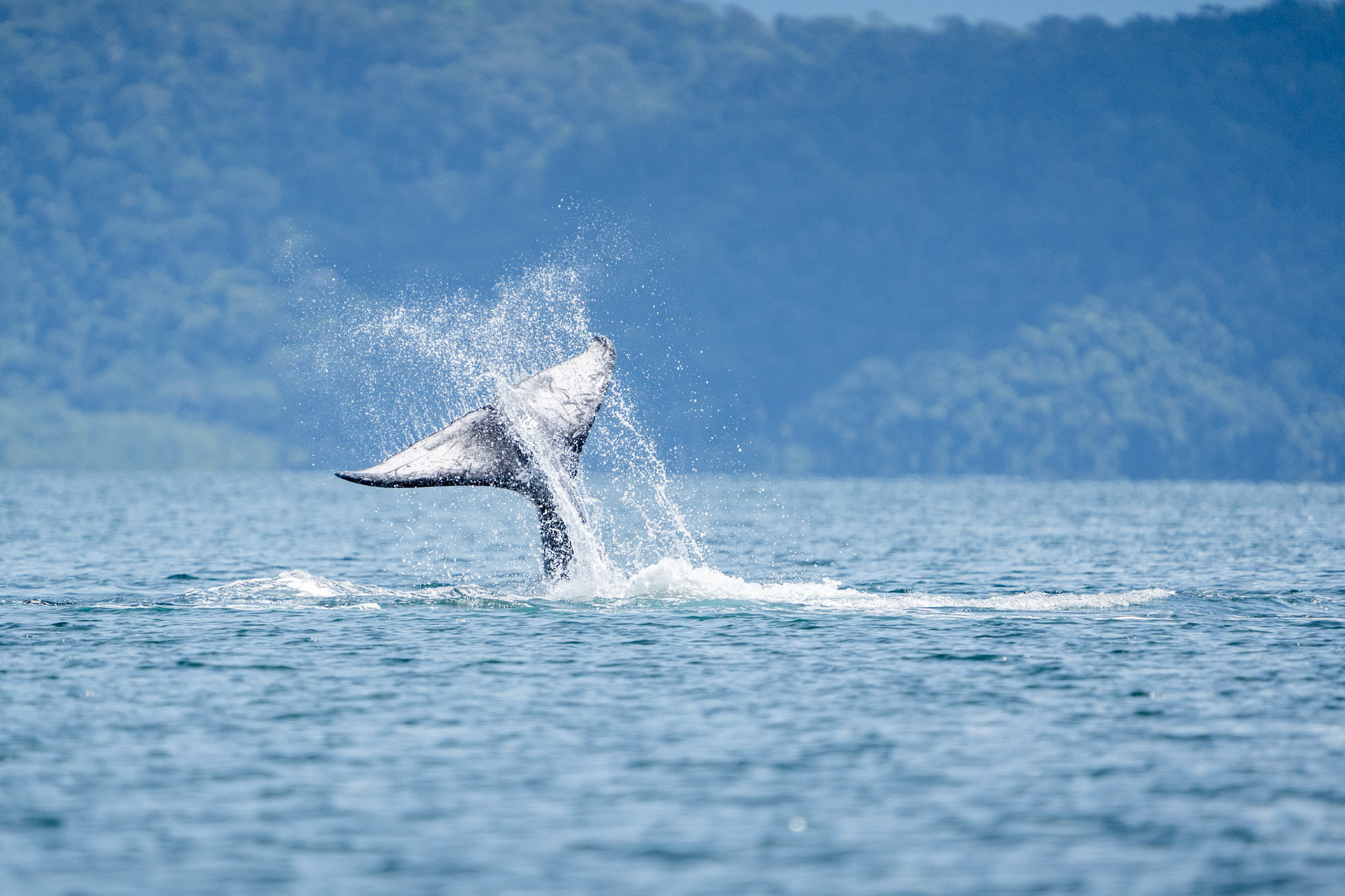 Humpback Whale | Golfo Dulce, Osa Peninsula