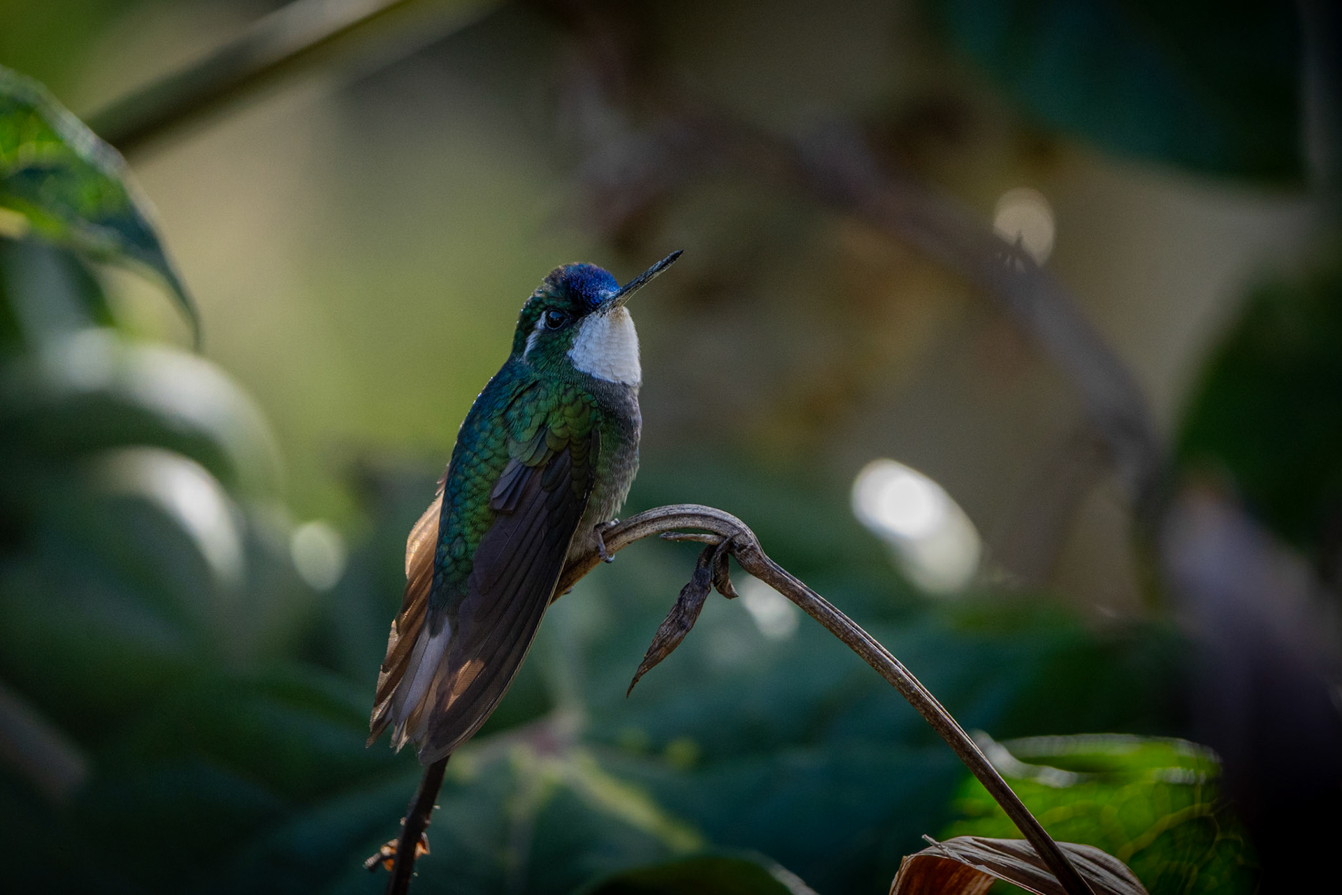 White-throated Mountaingem | San Gerardo de Dota