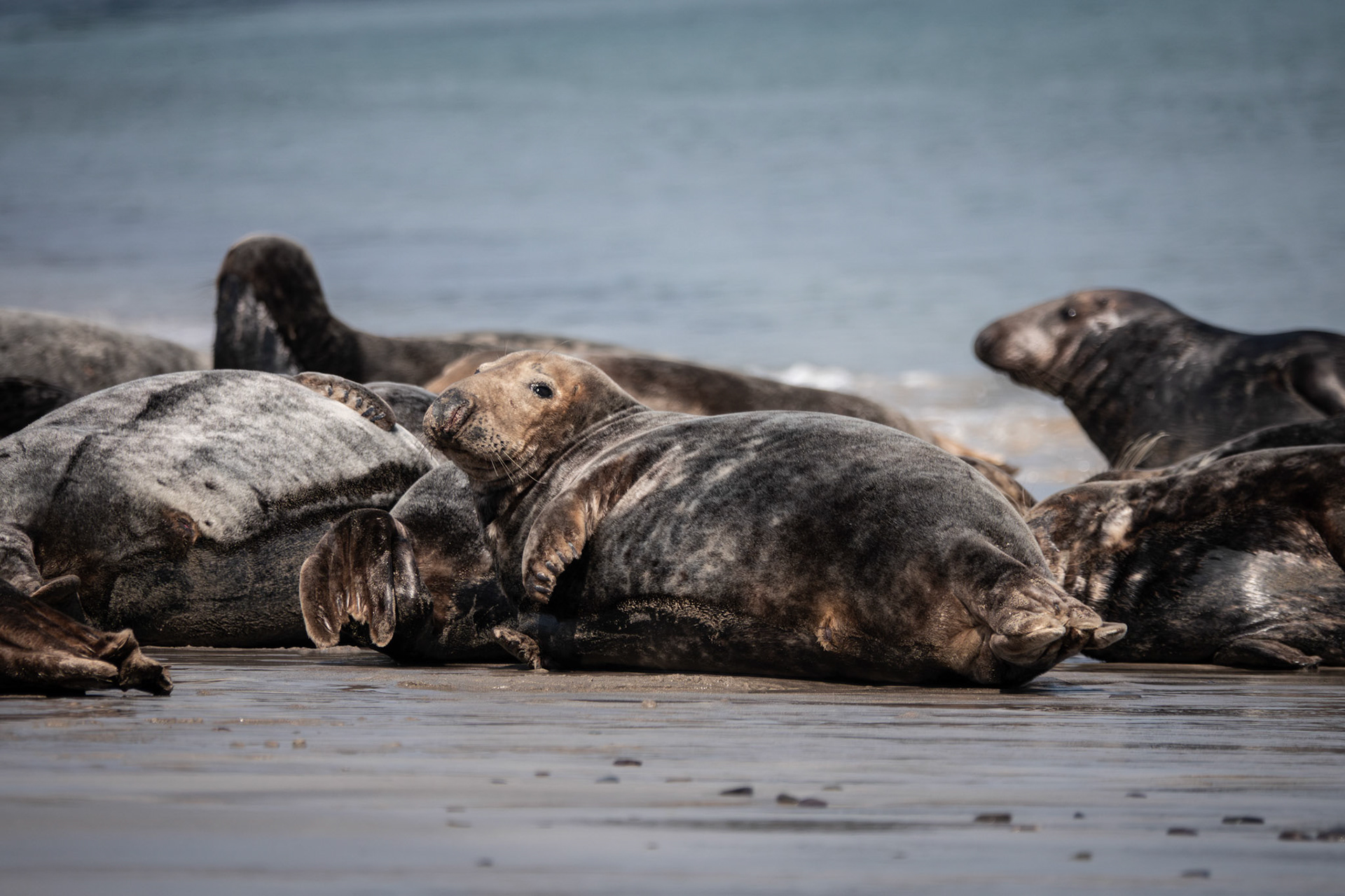 Grey Seal Colony | Great Blasket Island, Co. Kerry