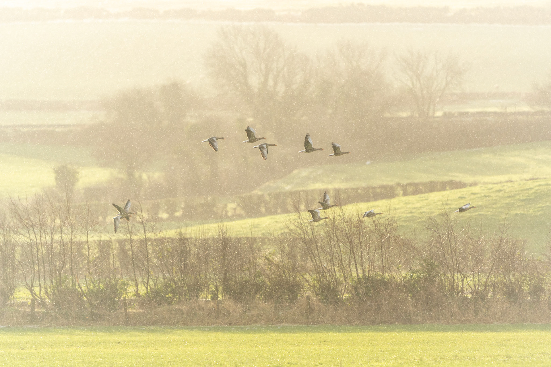Greylag Geese | Inishowen Peninsula, Co. Donegal
