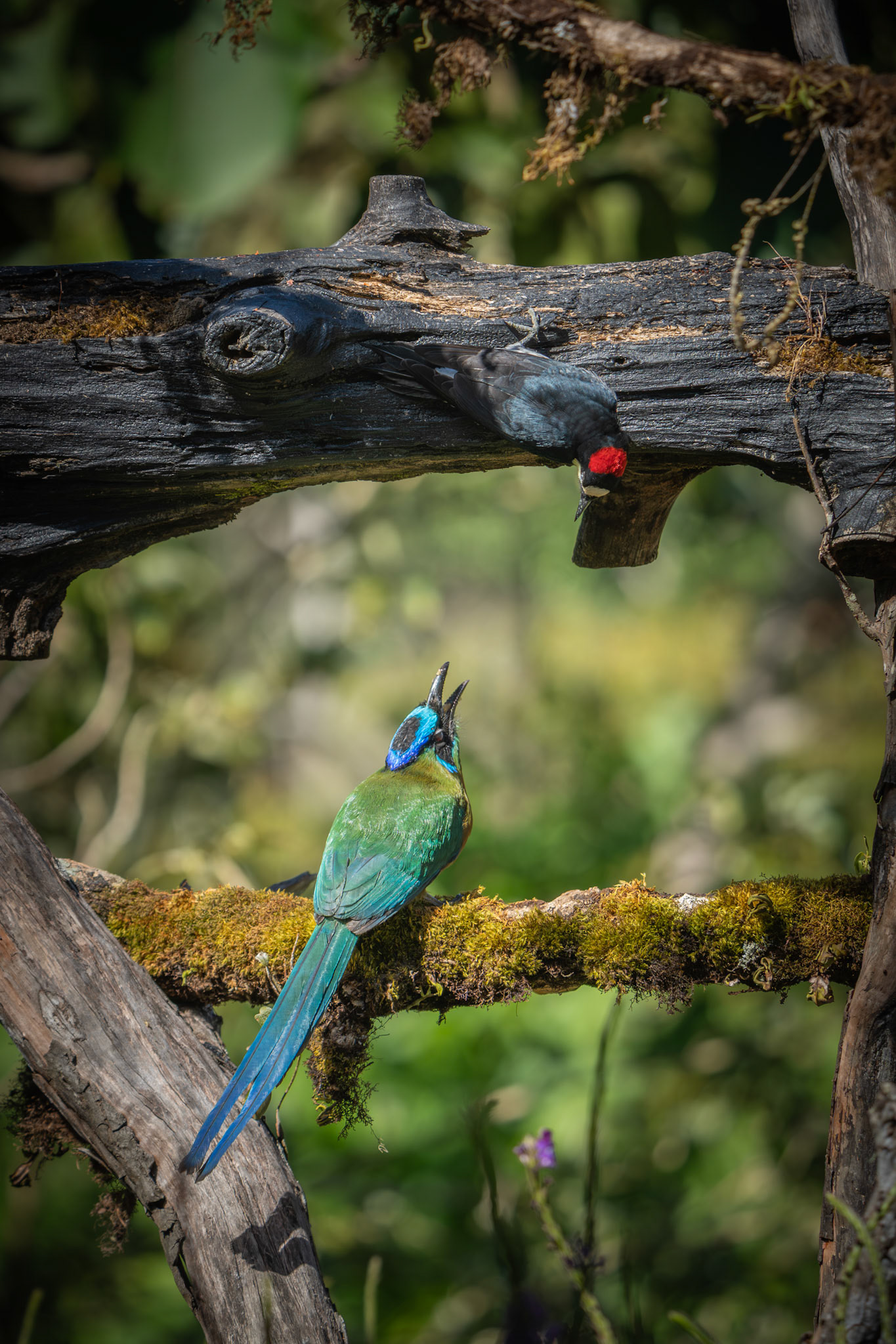 Acorn Woodpecker and Lesson's Motmot | San Gerardo de Rivas