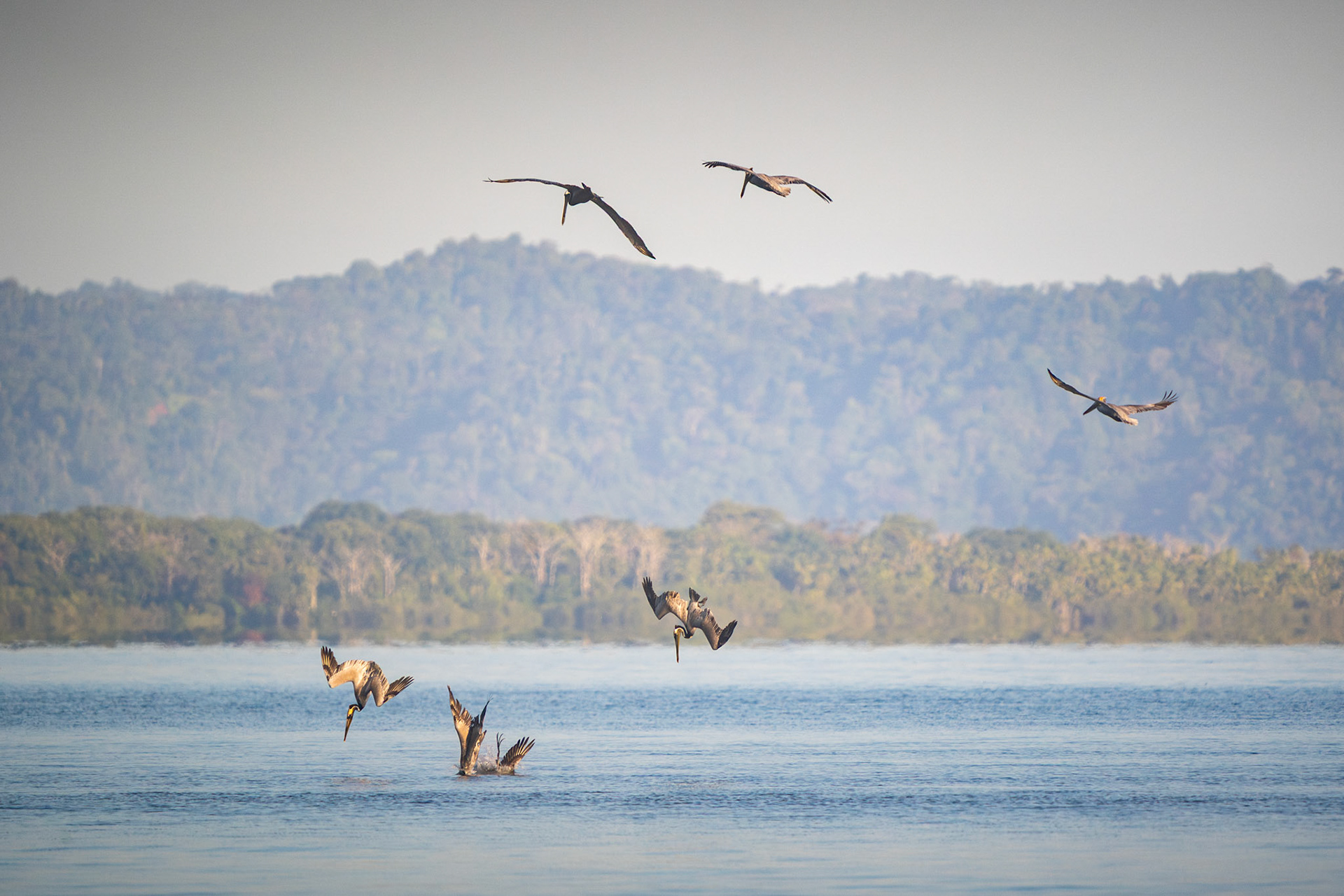 Brown Pelicans | Playa Juanito Mora, Osa Peninsula