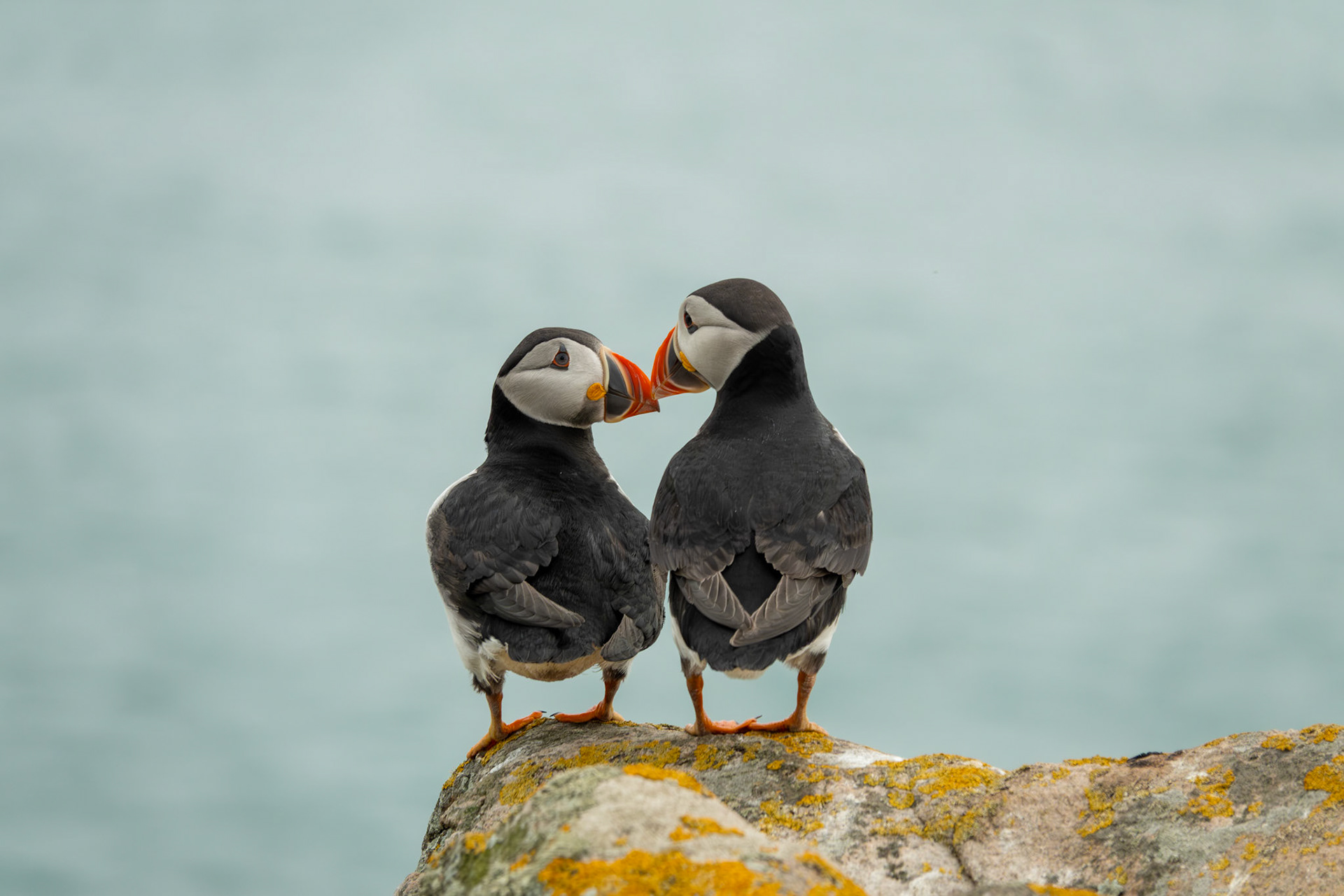 Alantic Puffins | Great Saltee Island, Co. Wexford
