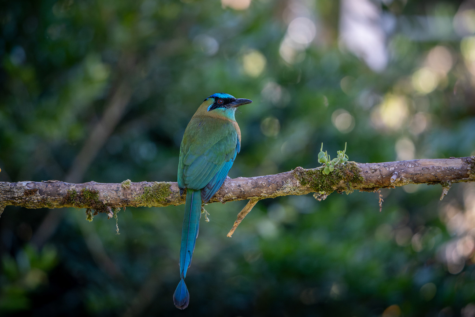 Lesson's Motmot | San Gerardo de Rivas