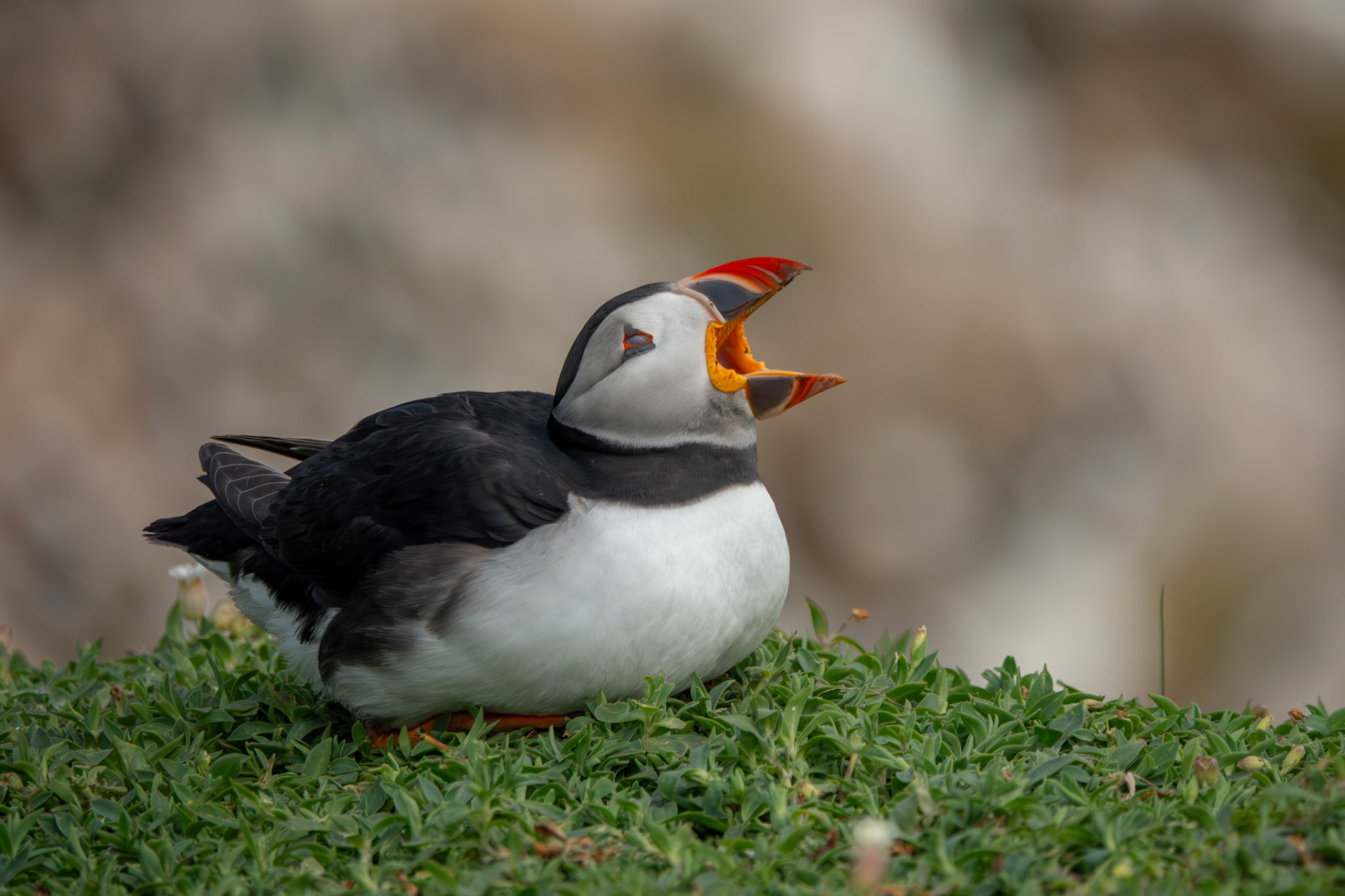 Alantic Puffin | Great Saltee Island, Co. Wexford
