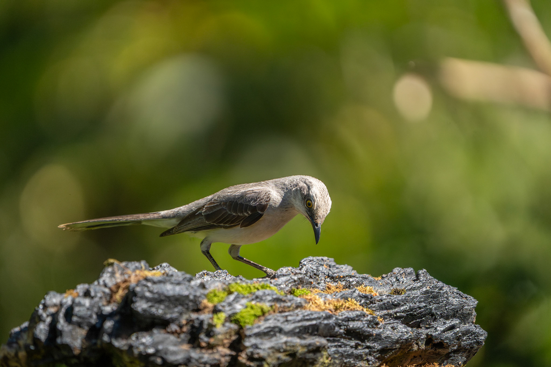 Tropical Mockingbird | San Gerardo de Rivas