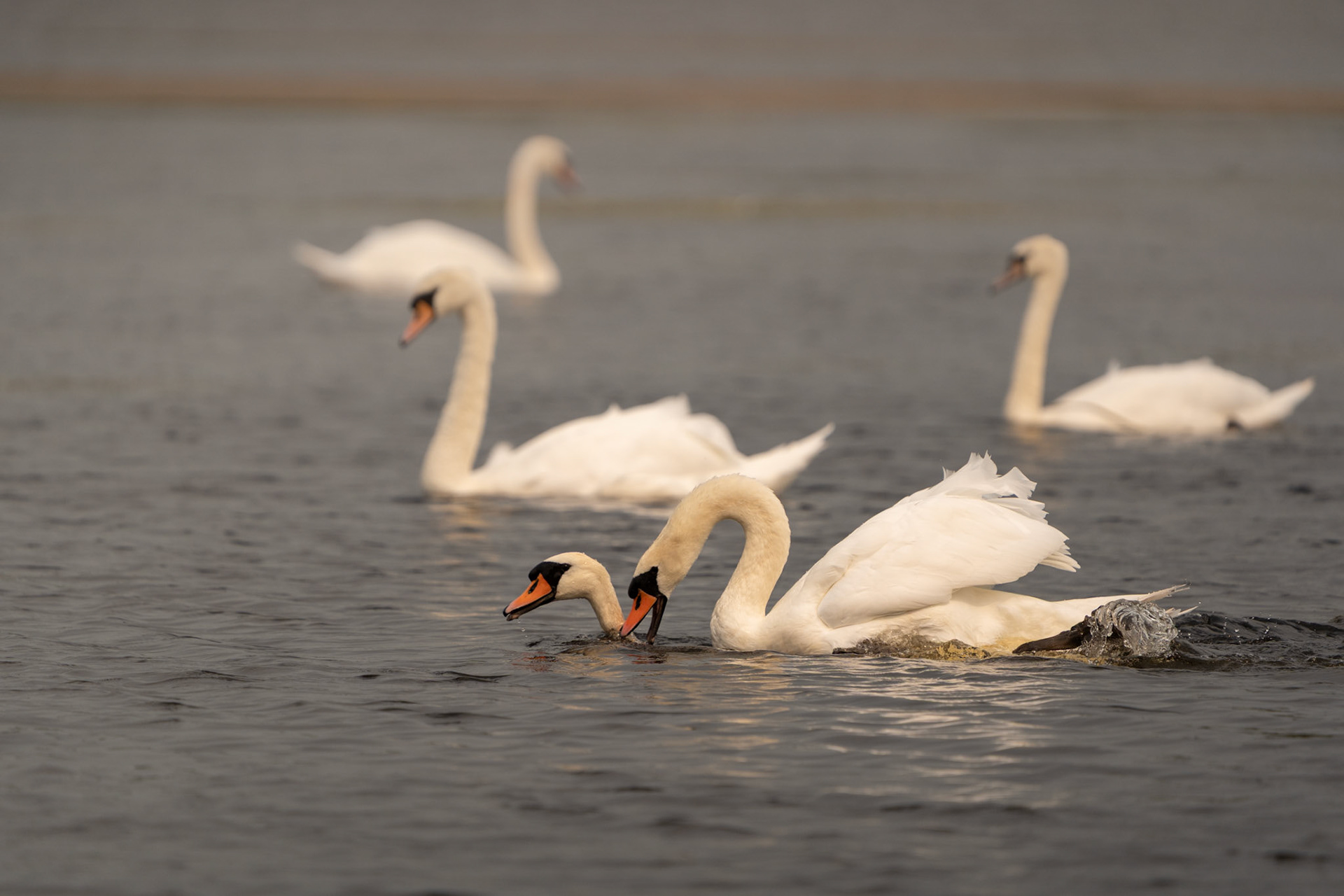 Mating Mute Swans | Lough Inchiquin, Co. Clare