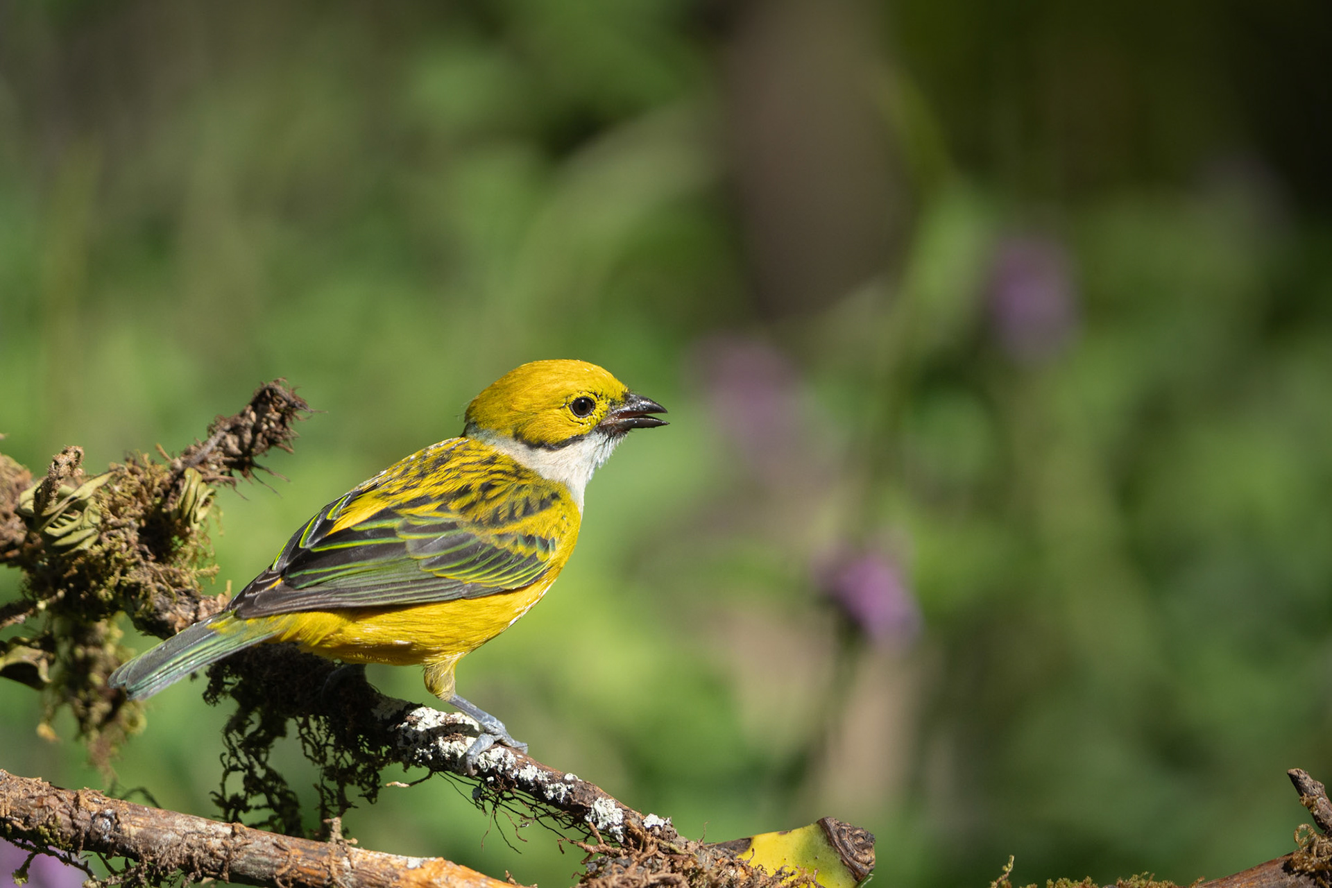 Silver-throated Tanager | San Gerardo de Rivas
