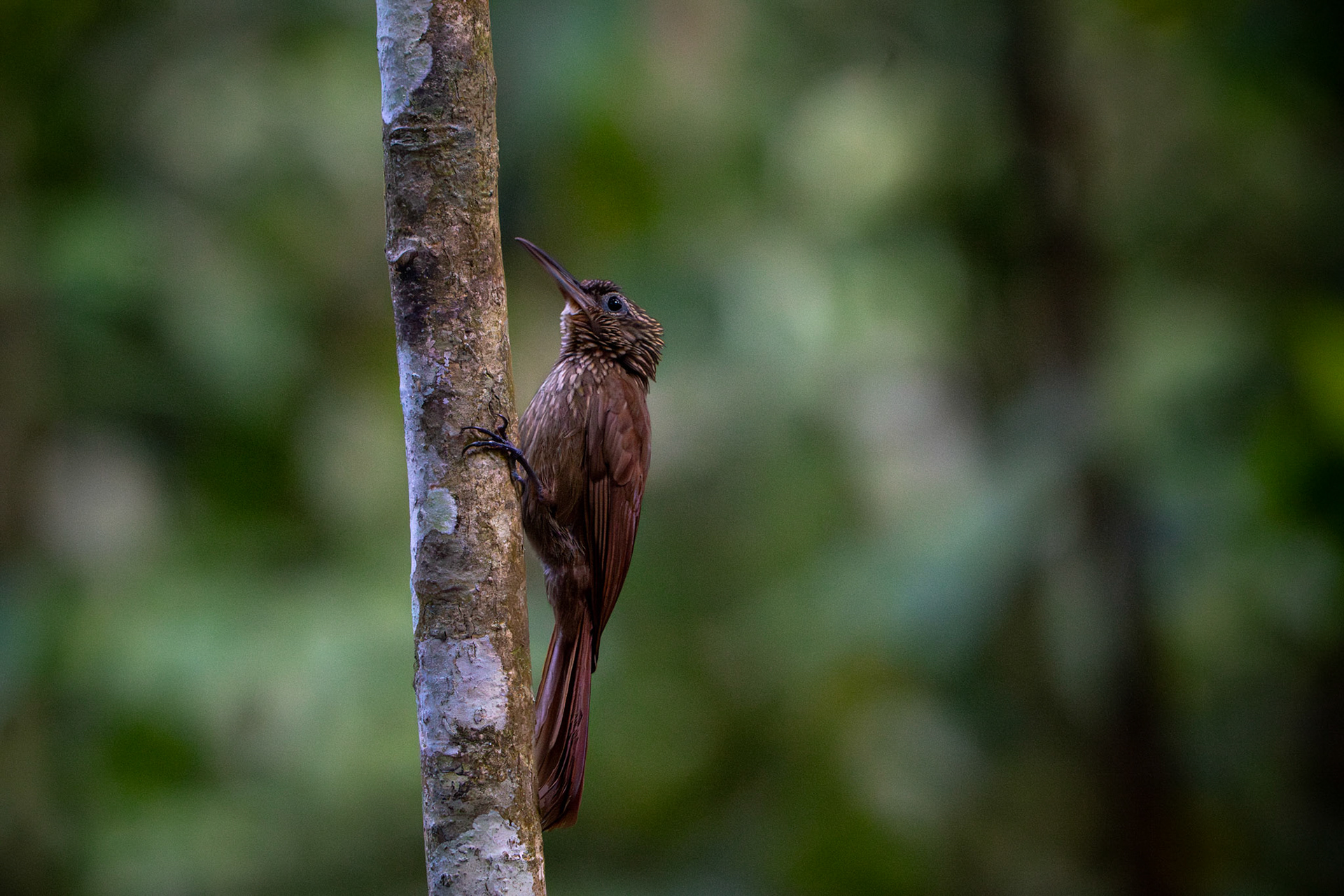 Woodcreeper | Osa Peninsula