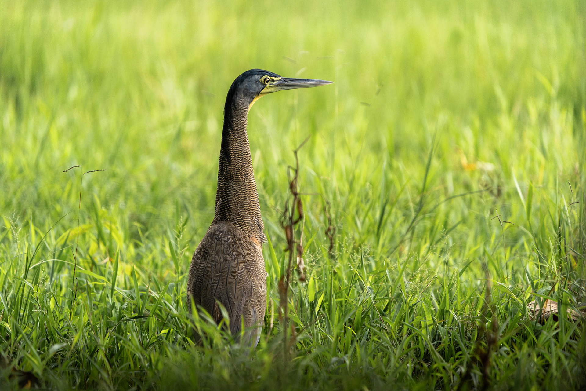 Bare-throated Tiger Heron | Playa Sándalo, Osa Peninsula