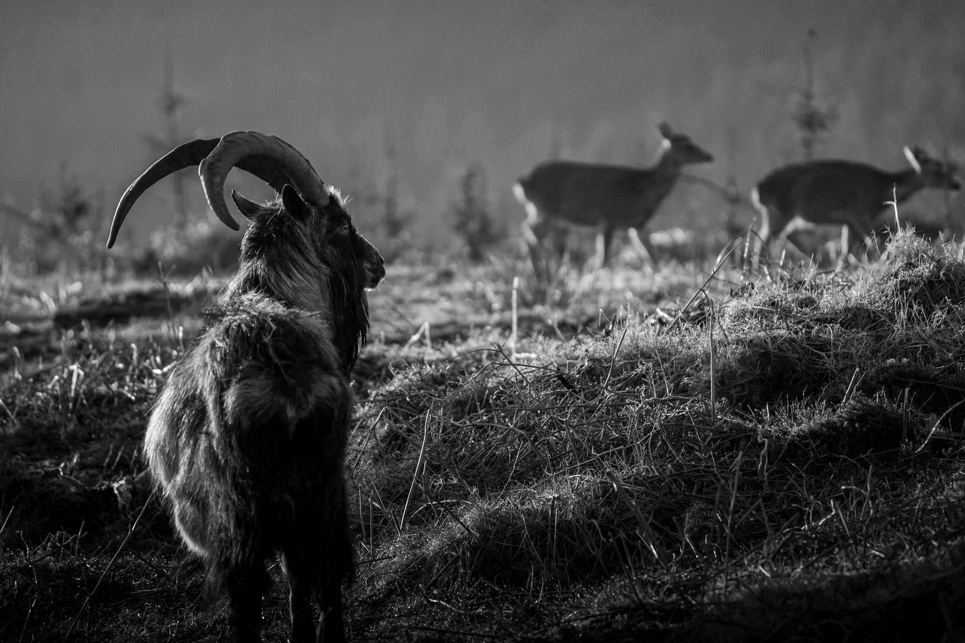 Wild Goat | Glendalough, Co. Wicklow