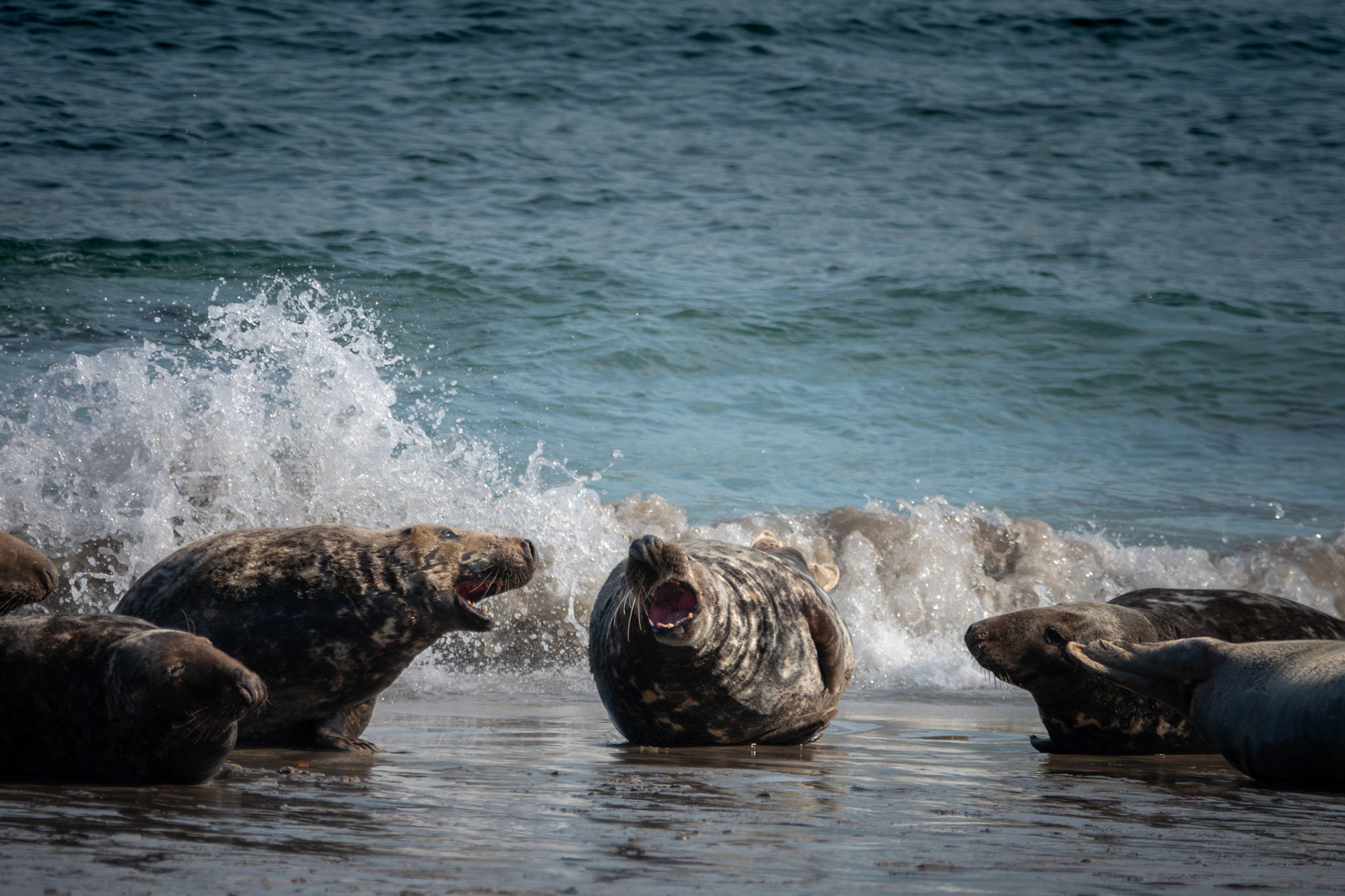 Grey Seal Colony | Great Blasket Island, Co. Kerry