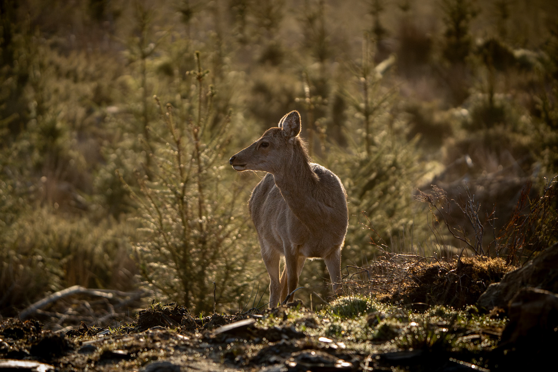 Red Deer | Glendalough, Co. Wicklow