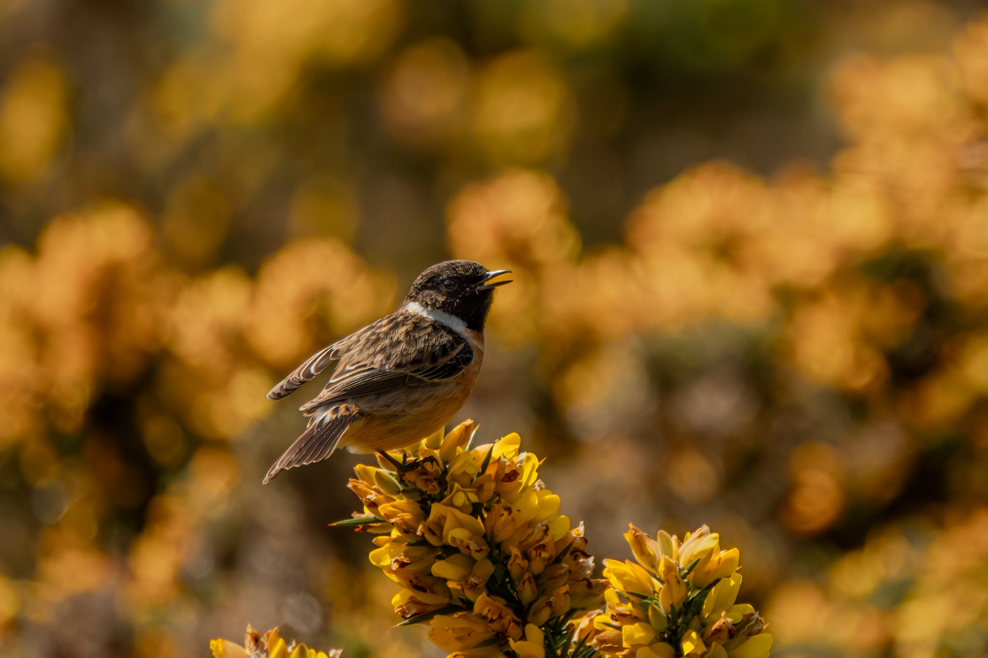Stonechat | Dunbur Head, Co. Wicklow
