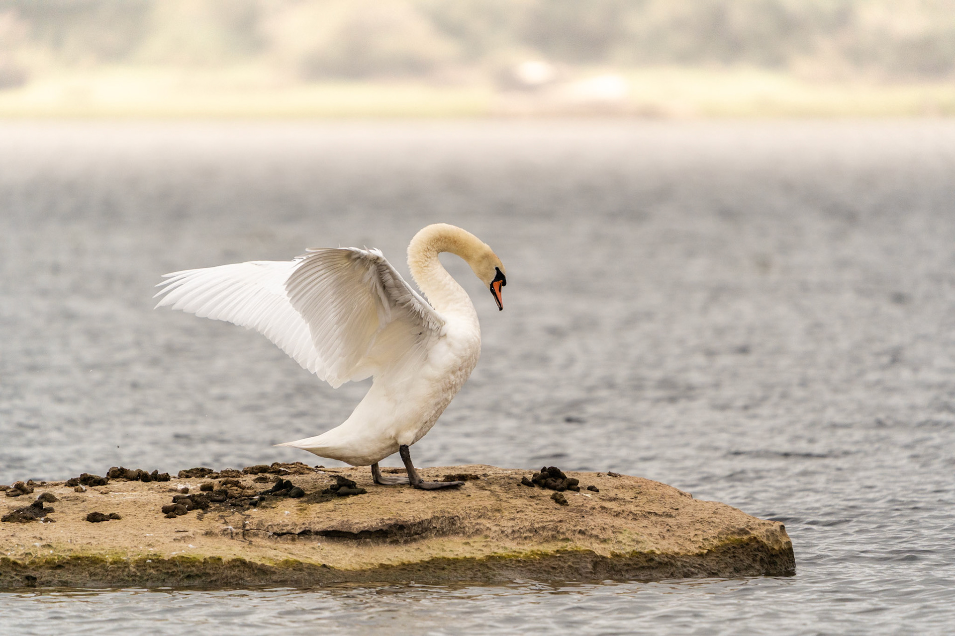 Mute Swan | Lough Atedaun, Co. Clare