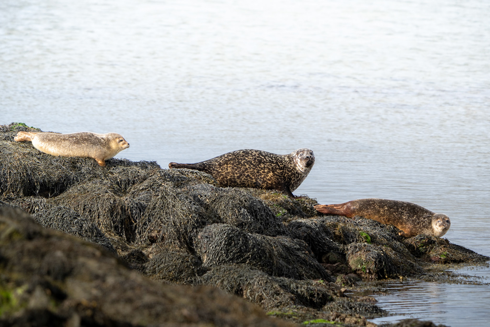Common Seals | Connemara, Co. Galway