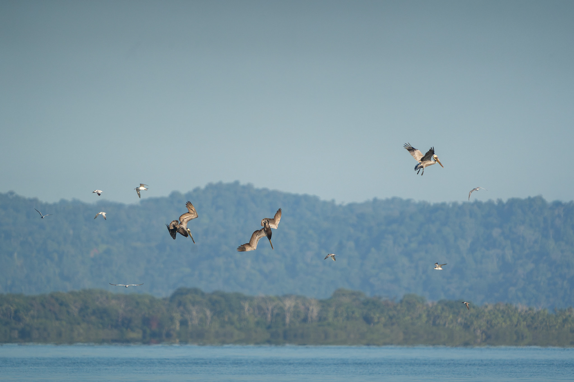 Brown Pelicans | Playa Juanito Mora, Osa Peninsula