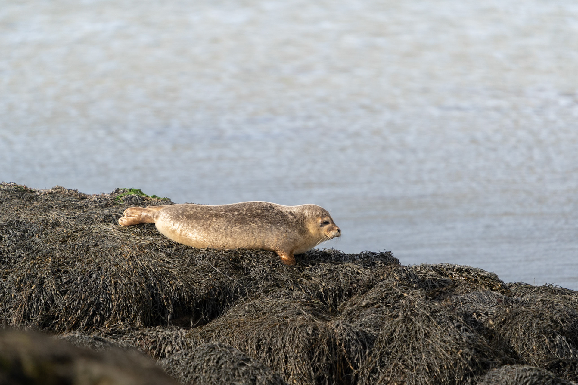 Common Seal Pup | Connemara, Co. Galway