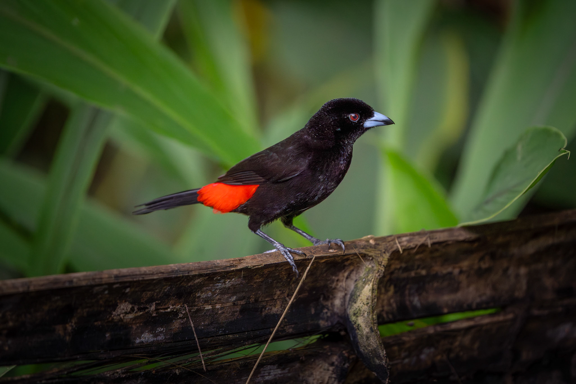 Scarlet-rumped Tanager (Male) | Puerto Jiménes, Osa Peninsula
