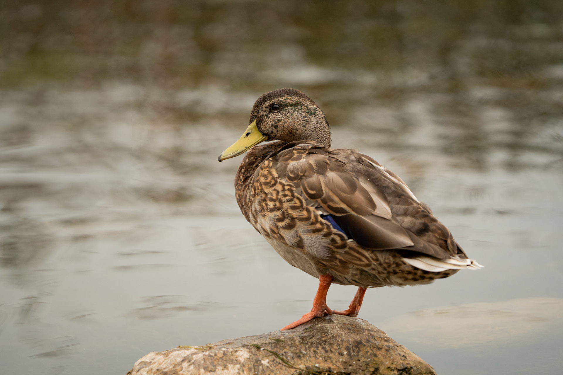 Male Mallard (Eclipse Plumage) | Ballyallia Lough, Co. Clare