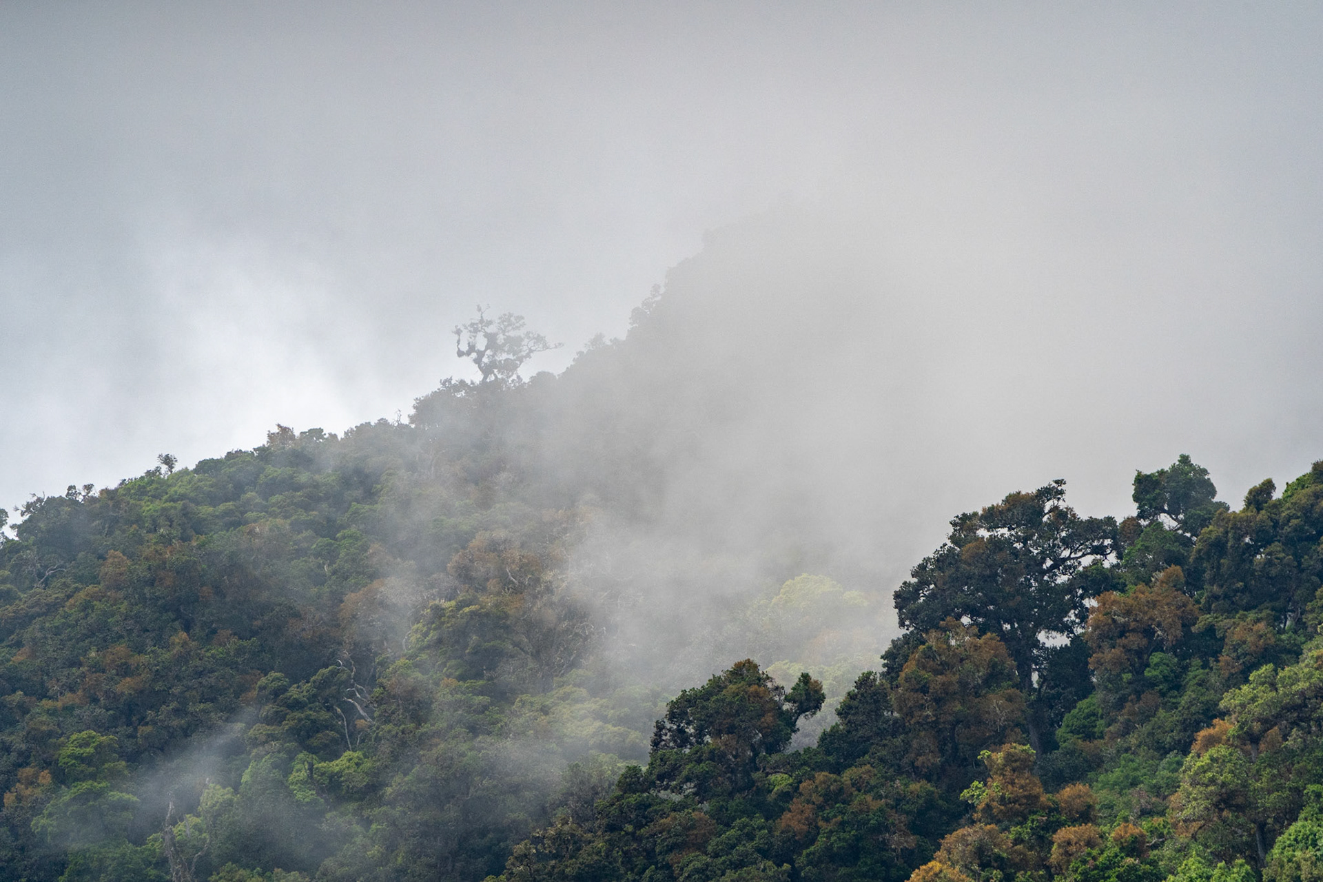 Cloud Forest | San Gerardo de Dota