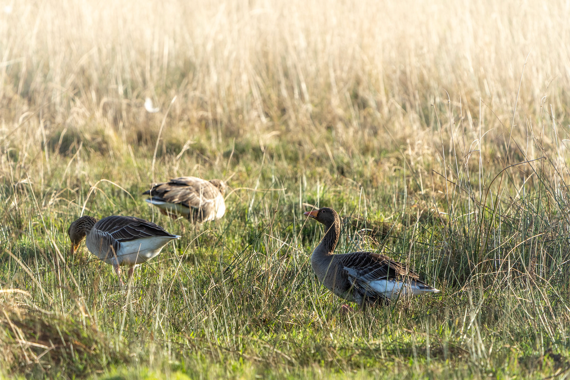 Greylag Geese | Inishowen Peninsula, Co. Donegal